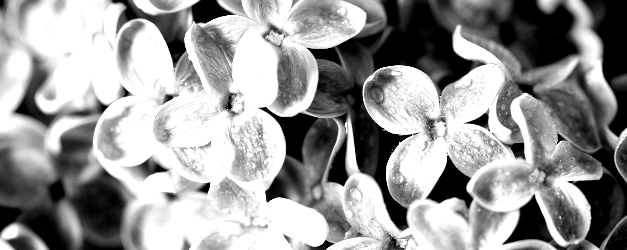 Цветы сирени обои