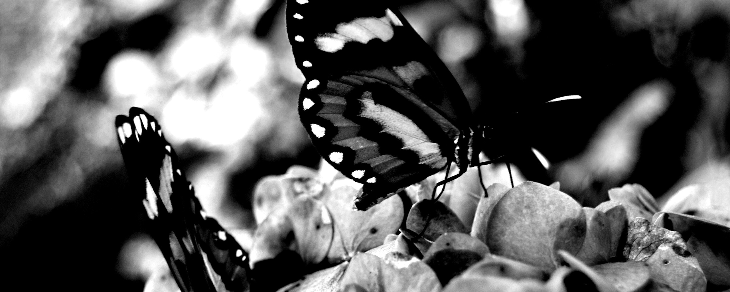 Две бабочки обои