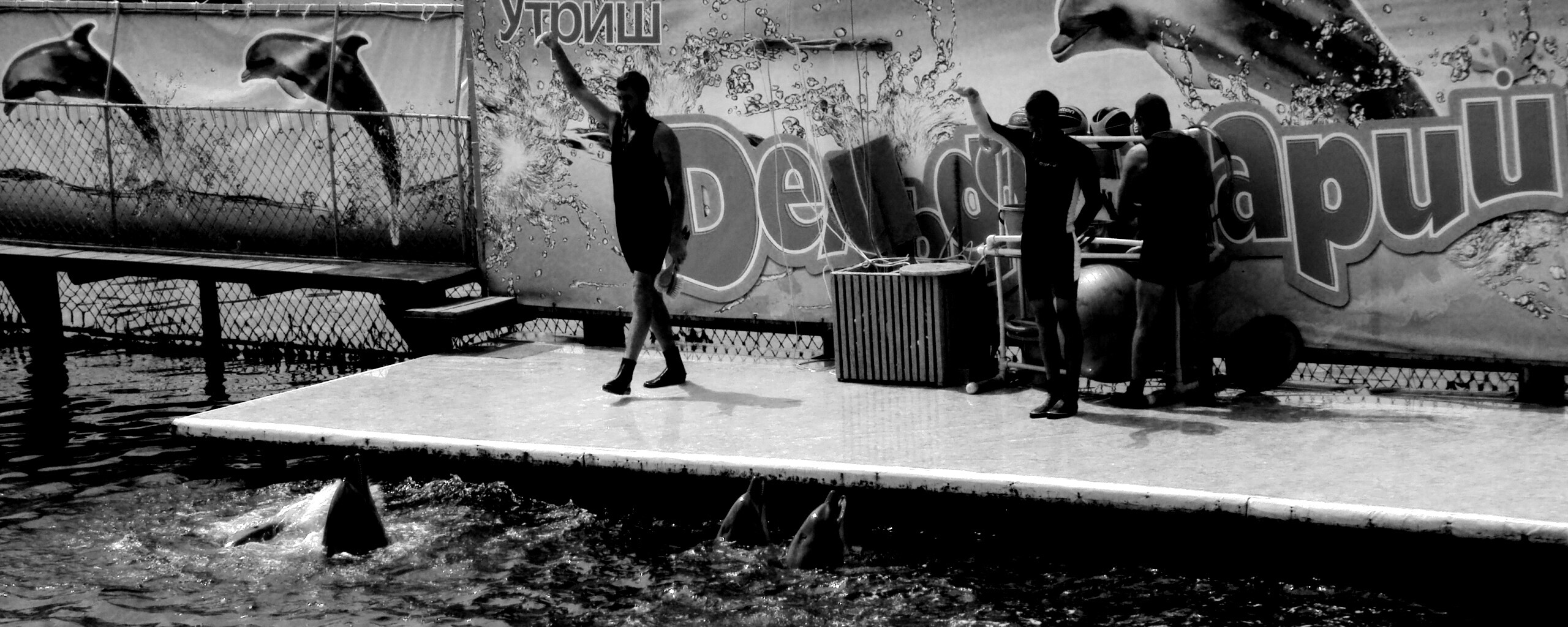 Утро в дельфинарии обои