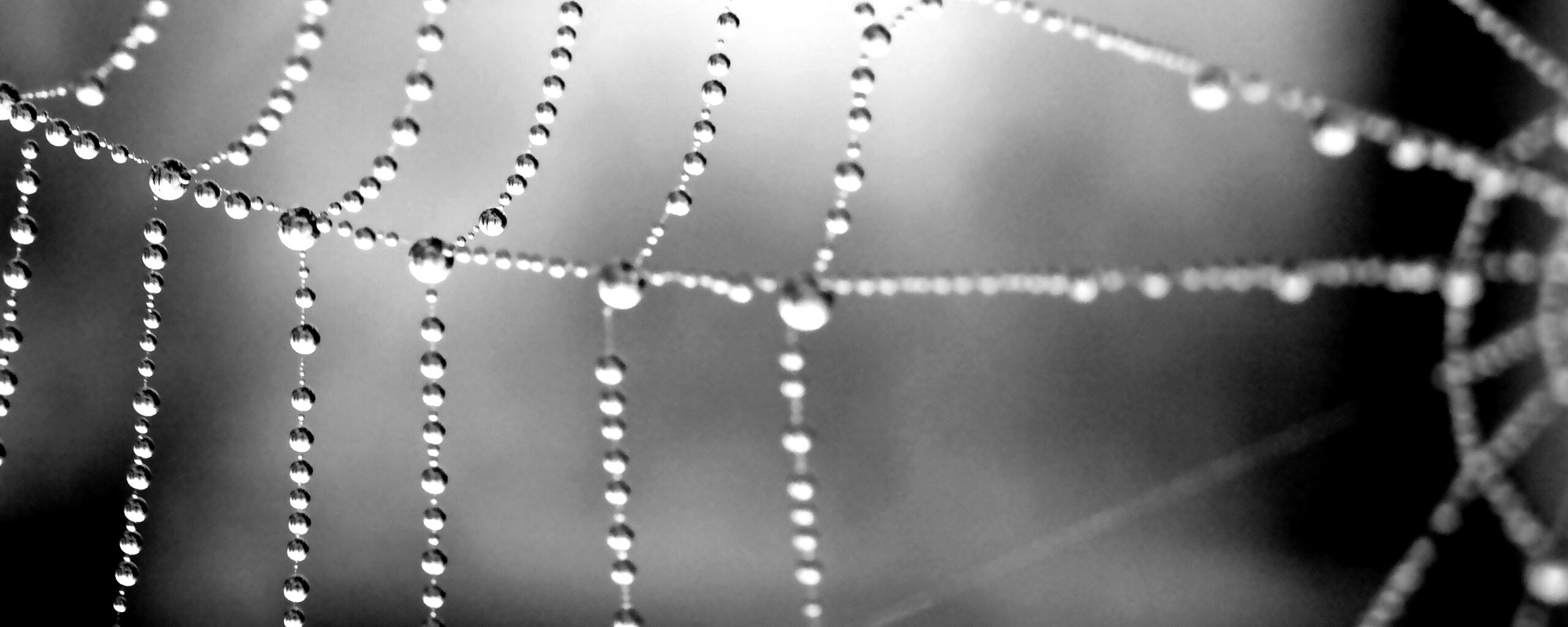 Капли росы на паутине обои