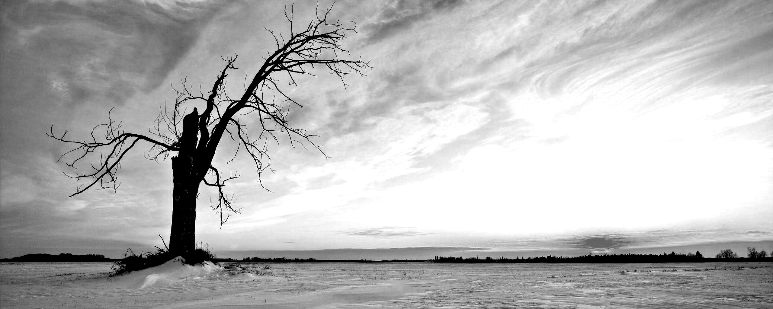 Сломанное дерево в снежной тундре обои