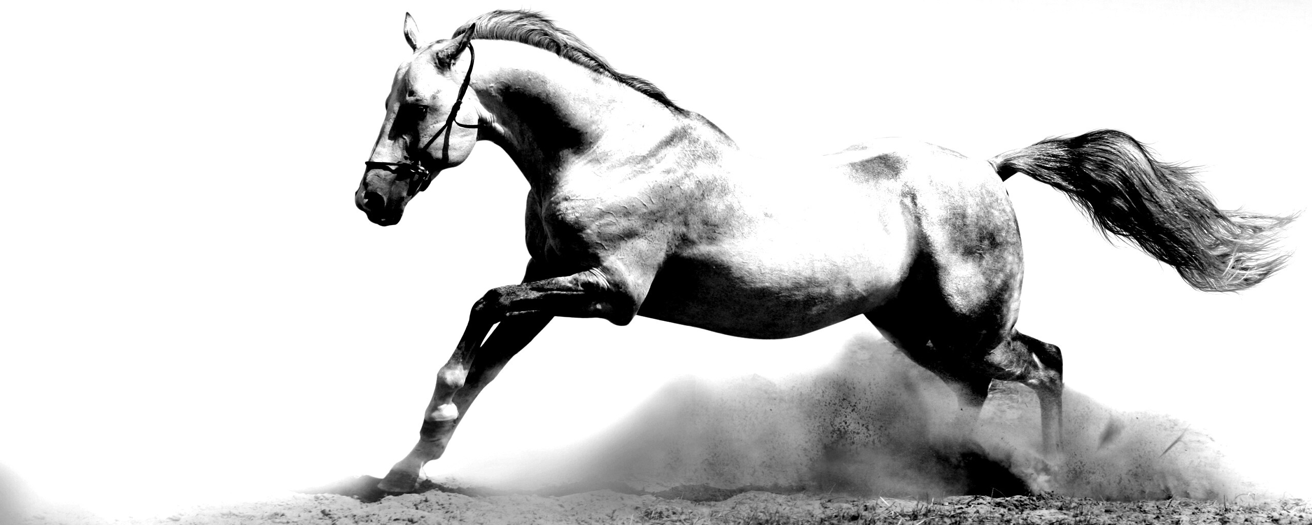 Скакун обои