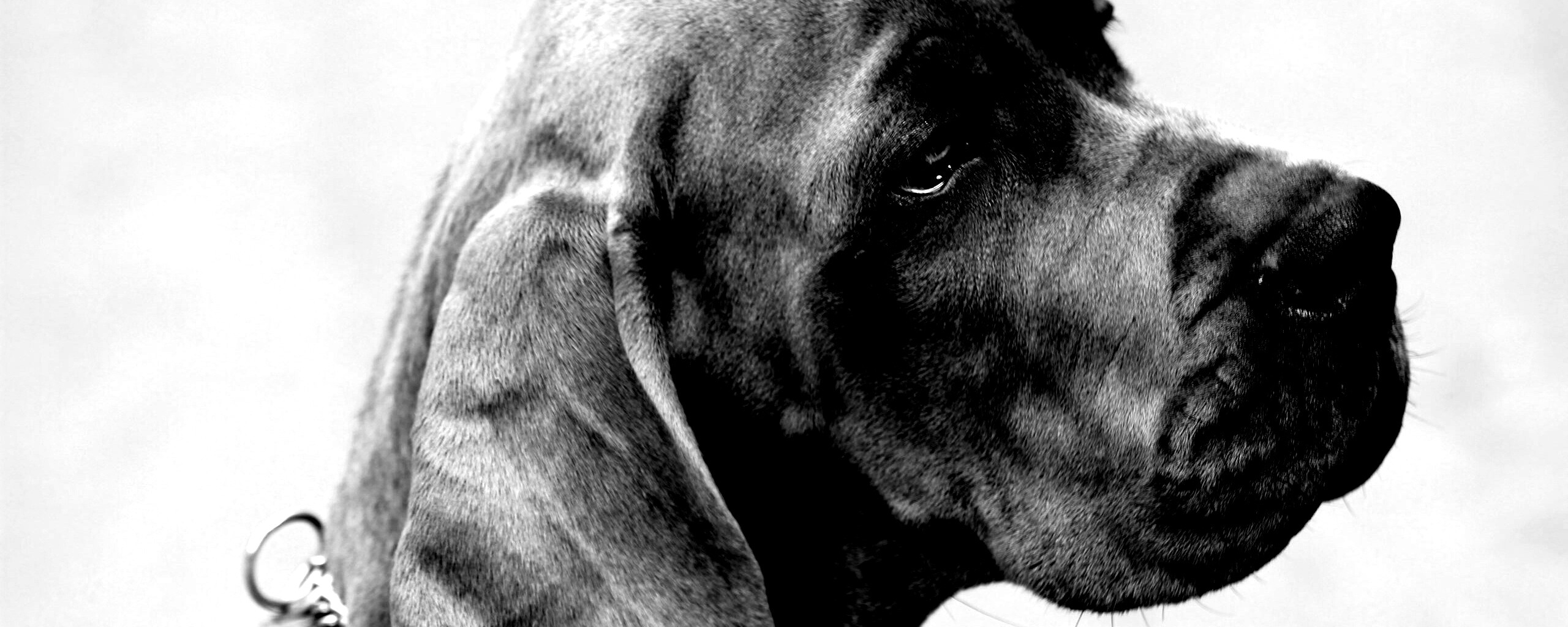 Грустная собака обои