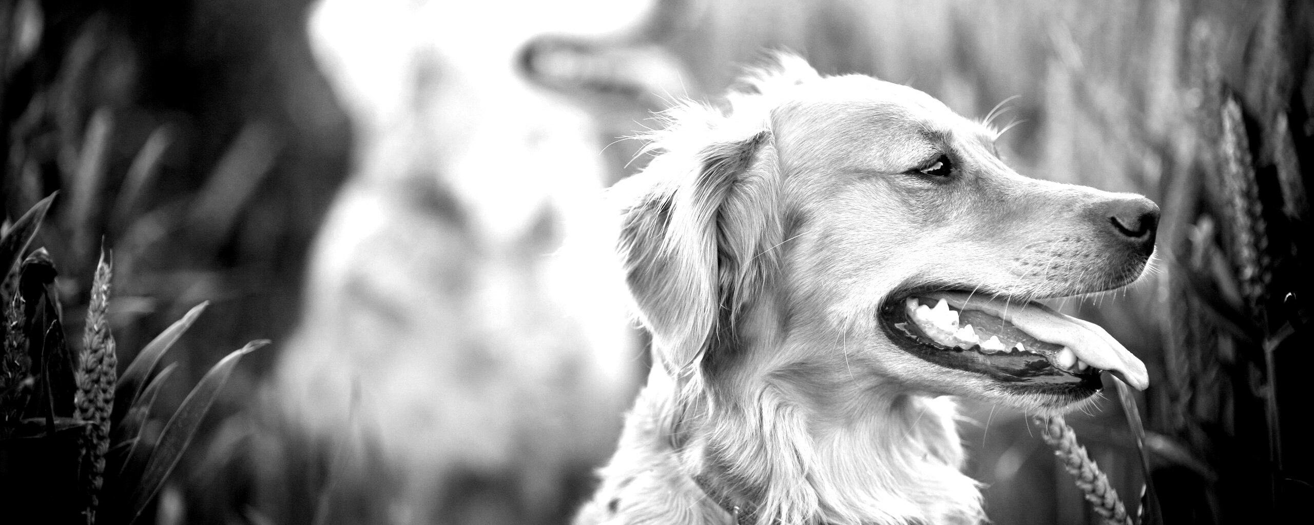 Собаки обои