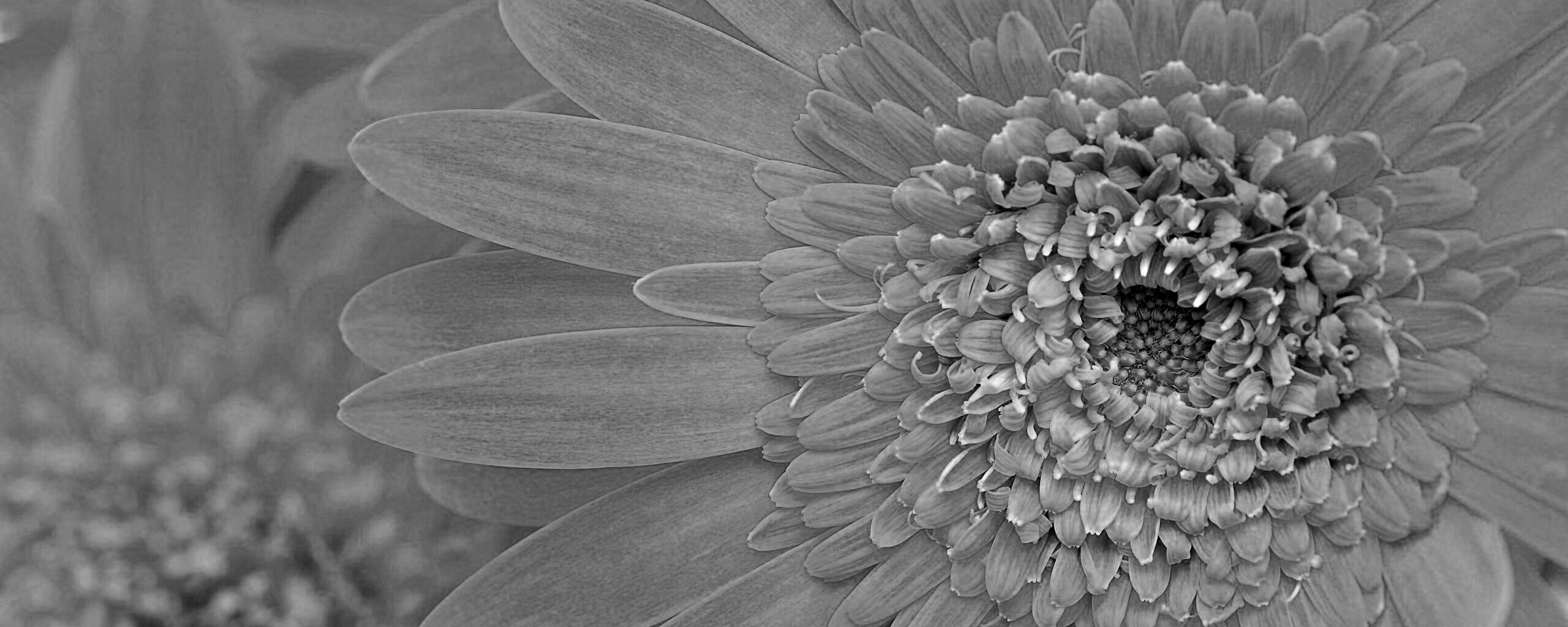 Большой оранжевый гербер обои