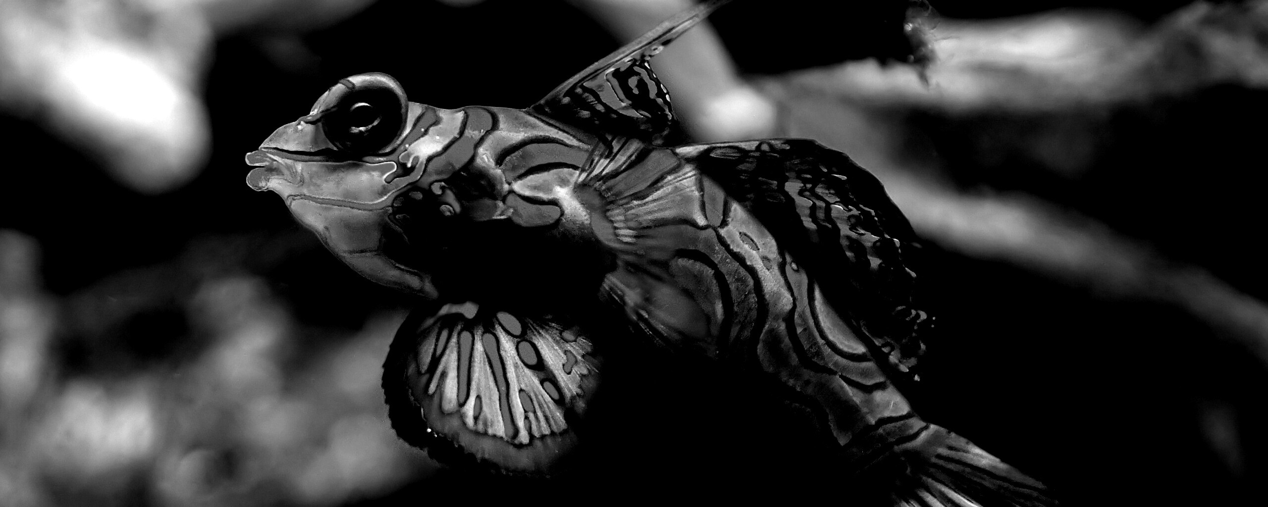 Разноцветная рыбка обои