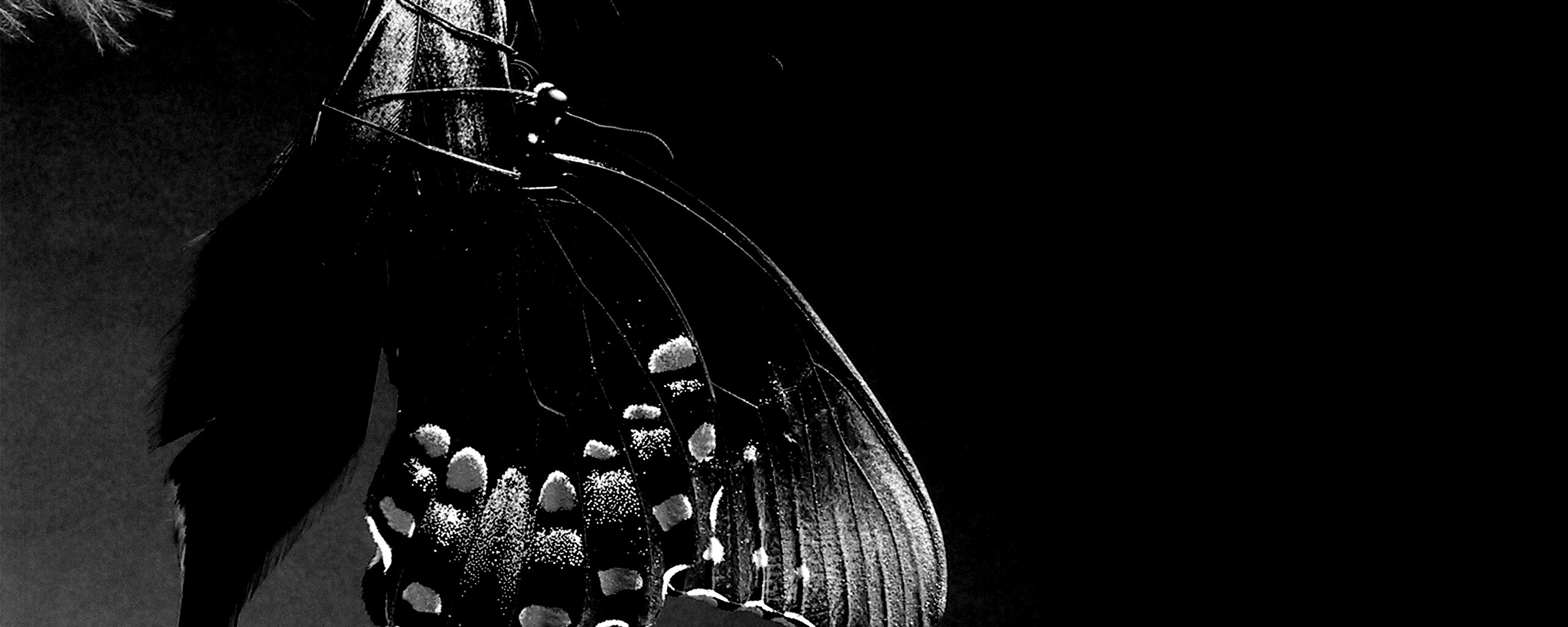 Красивая бабочка обои