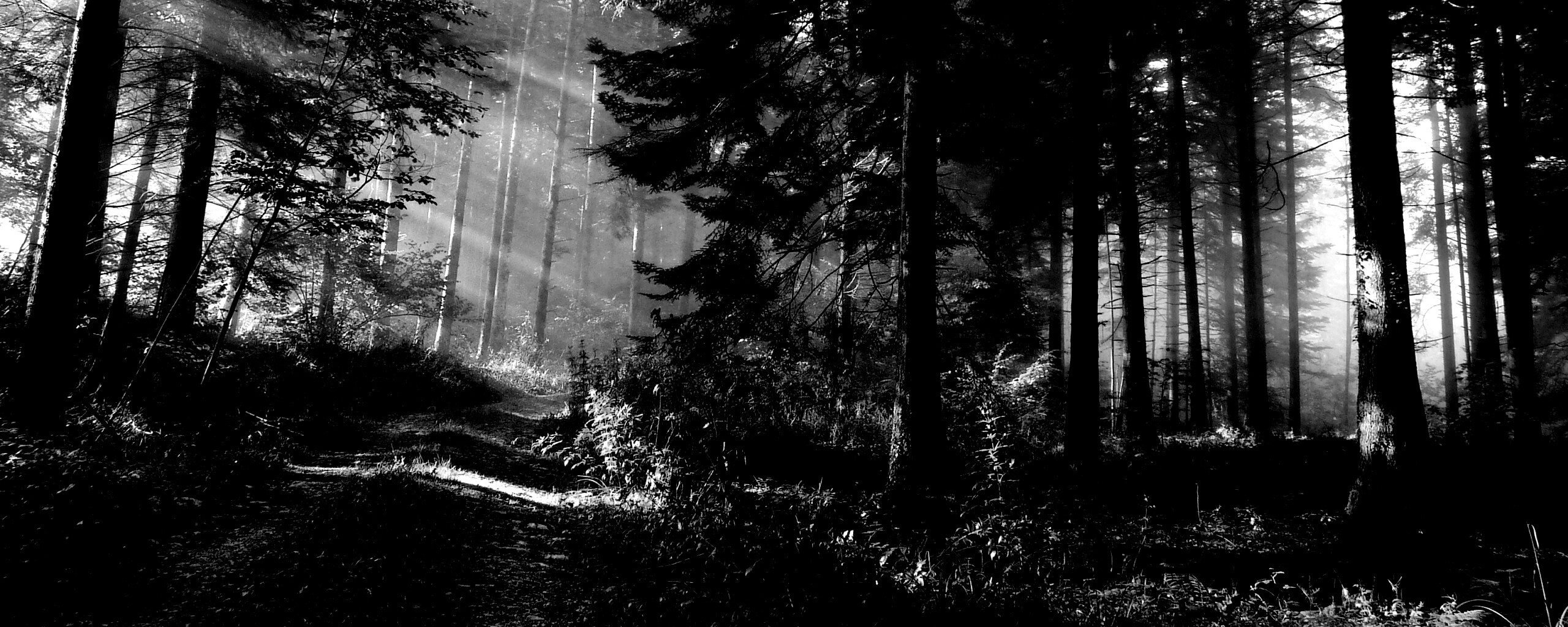 Тропа в лесу обои