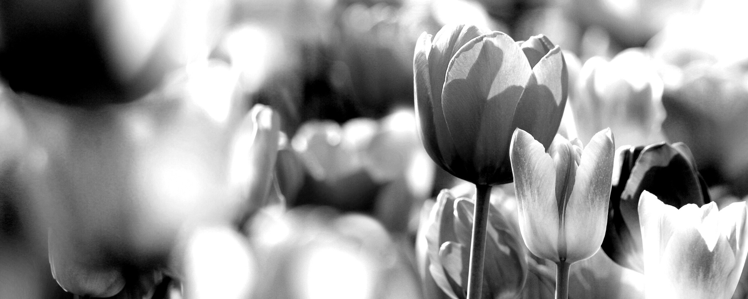 Красивые тюльпаны обои