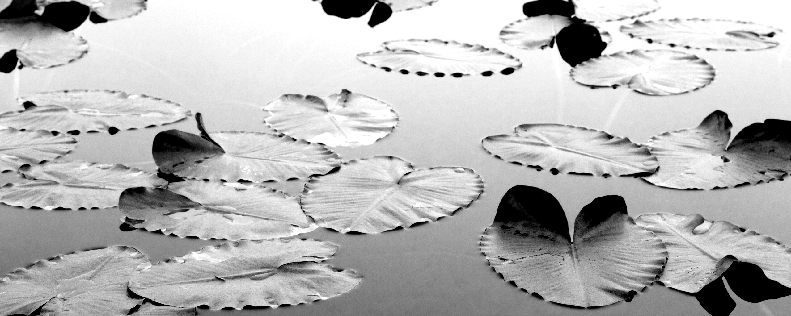 Плавающие листья обои