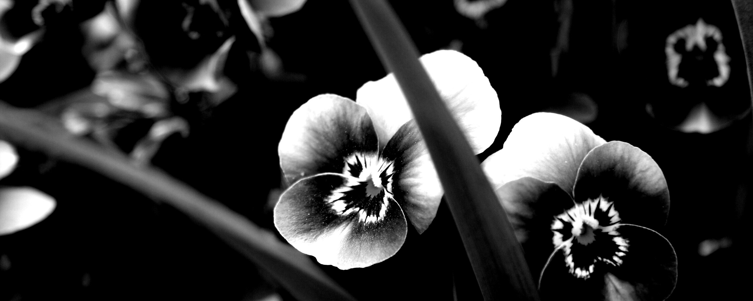 Анютины глазки обои