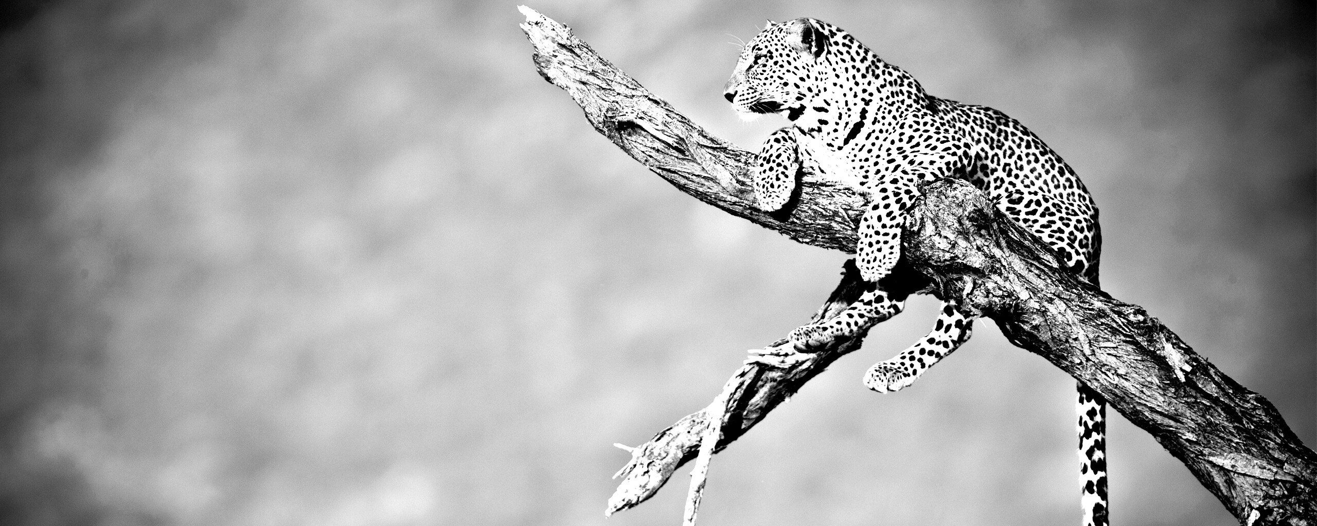 Ягуар на дереве обои