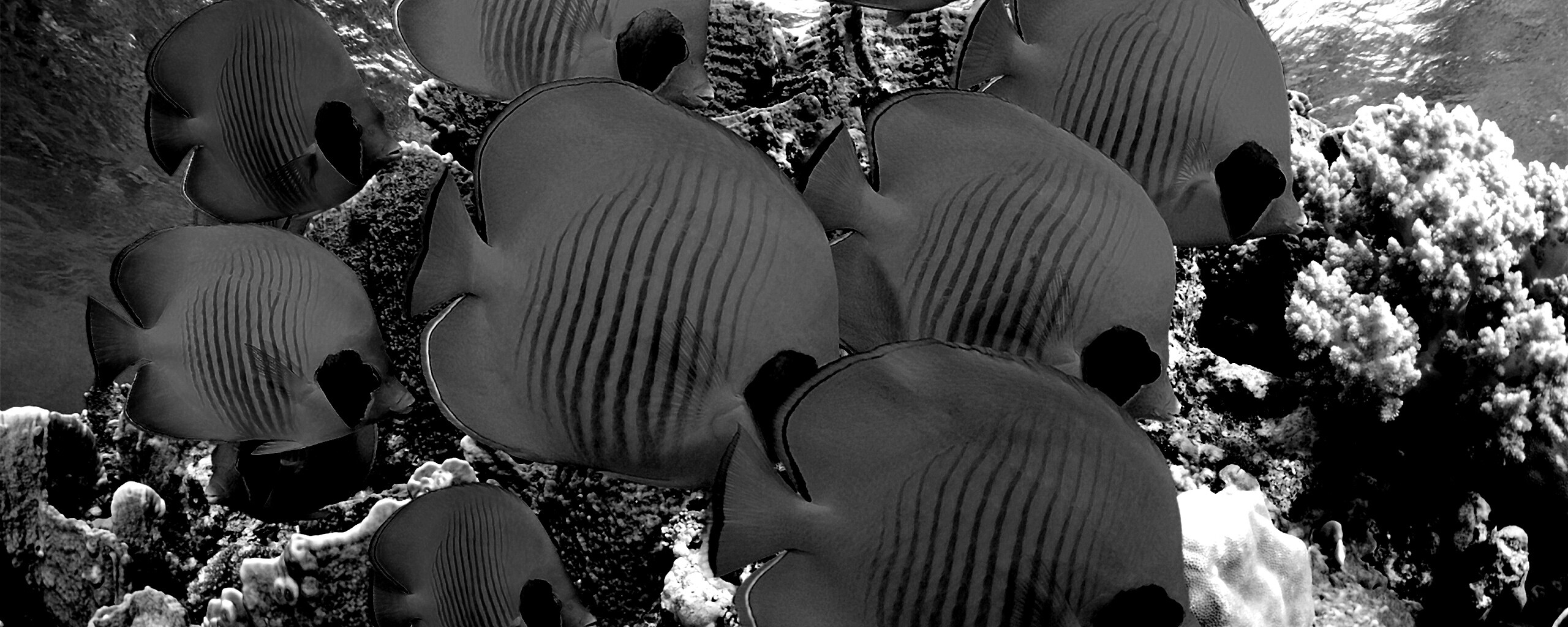 Желтые рыбки обои