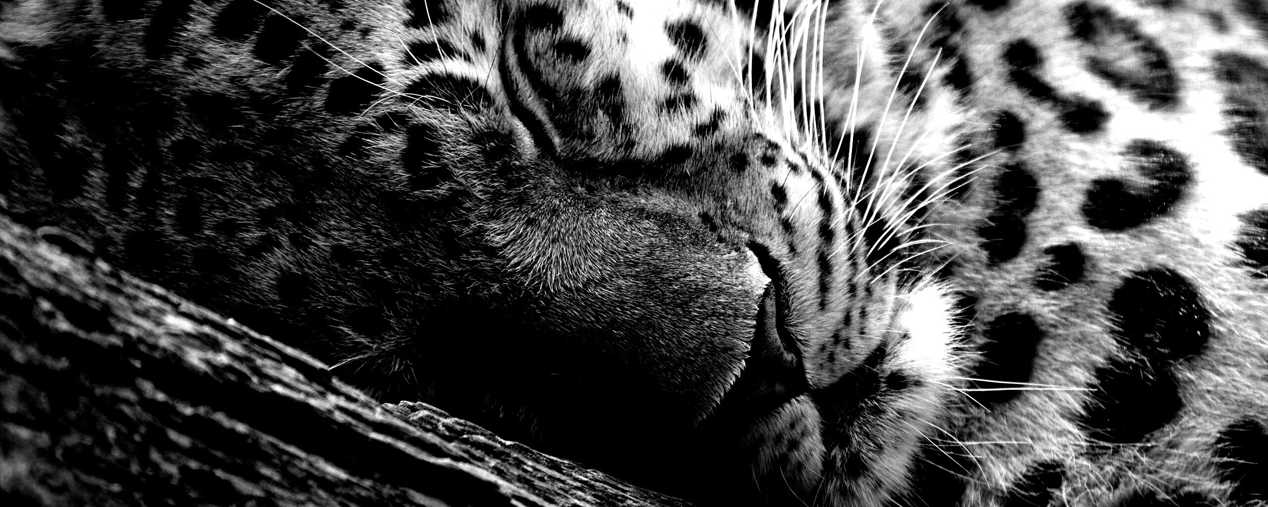 Спящий хищник обои