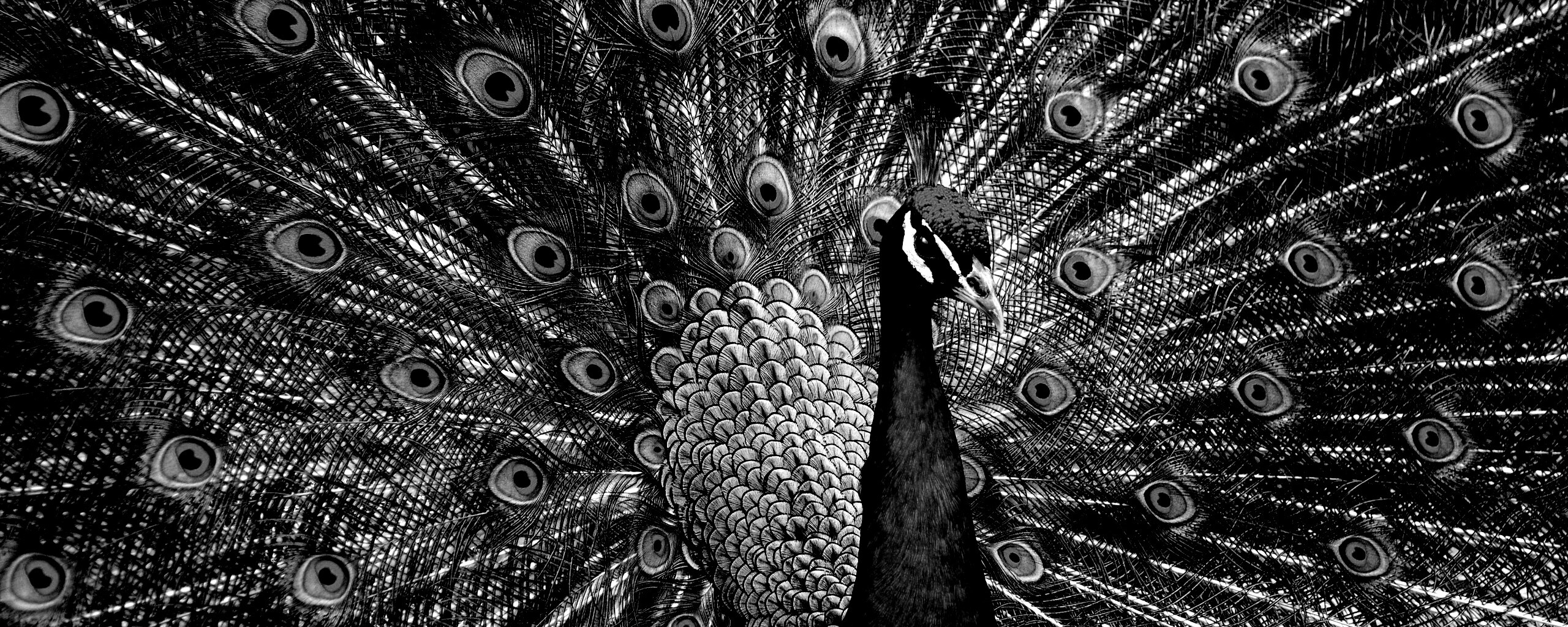 Красивый павлин обои