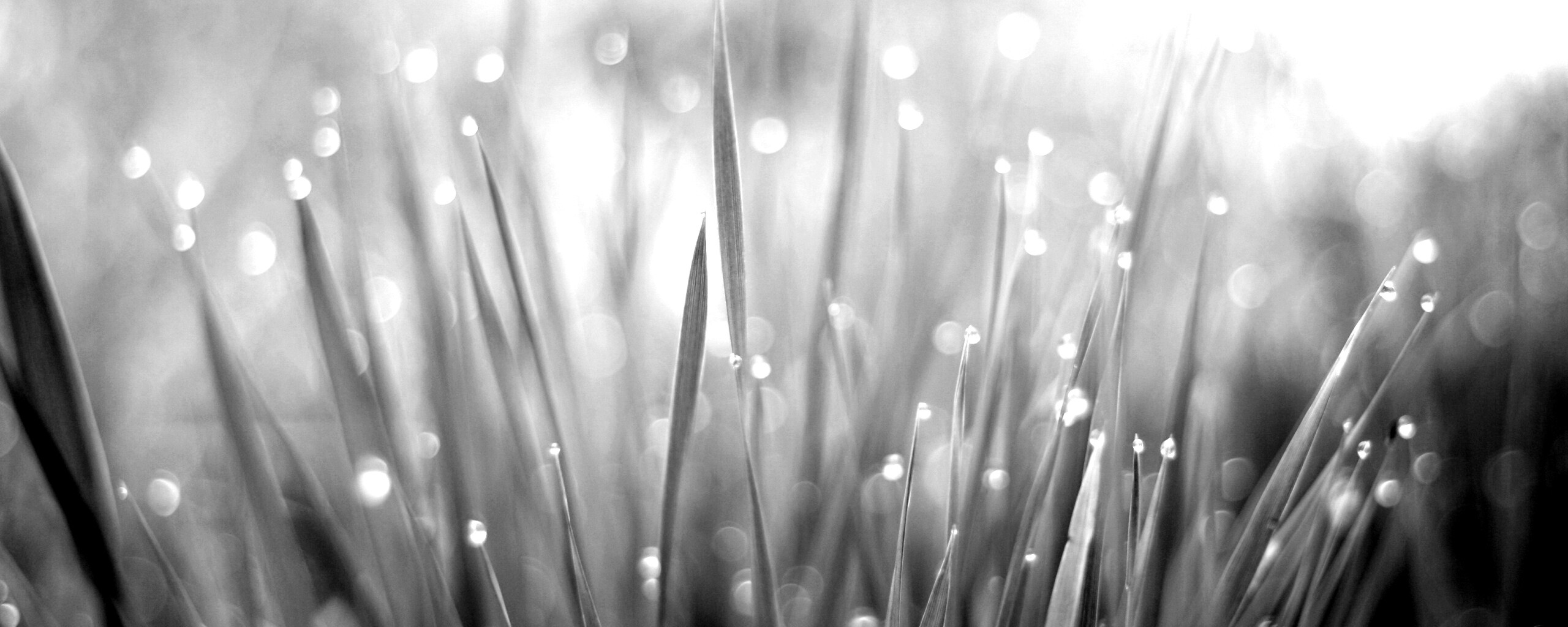 Нежная травка обои