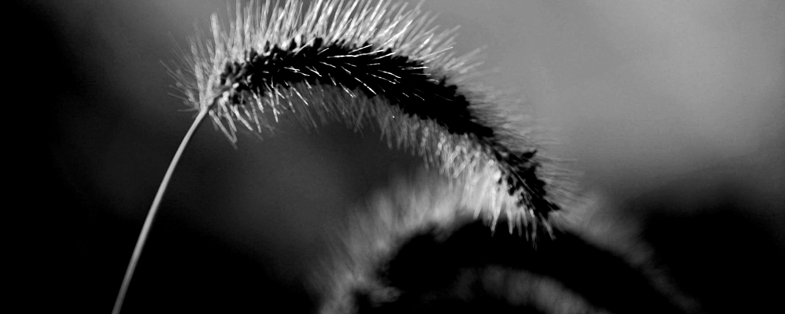 Травинка обои