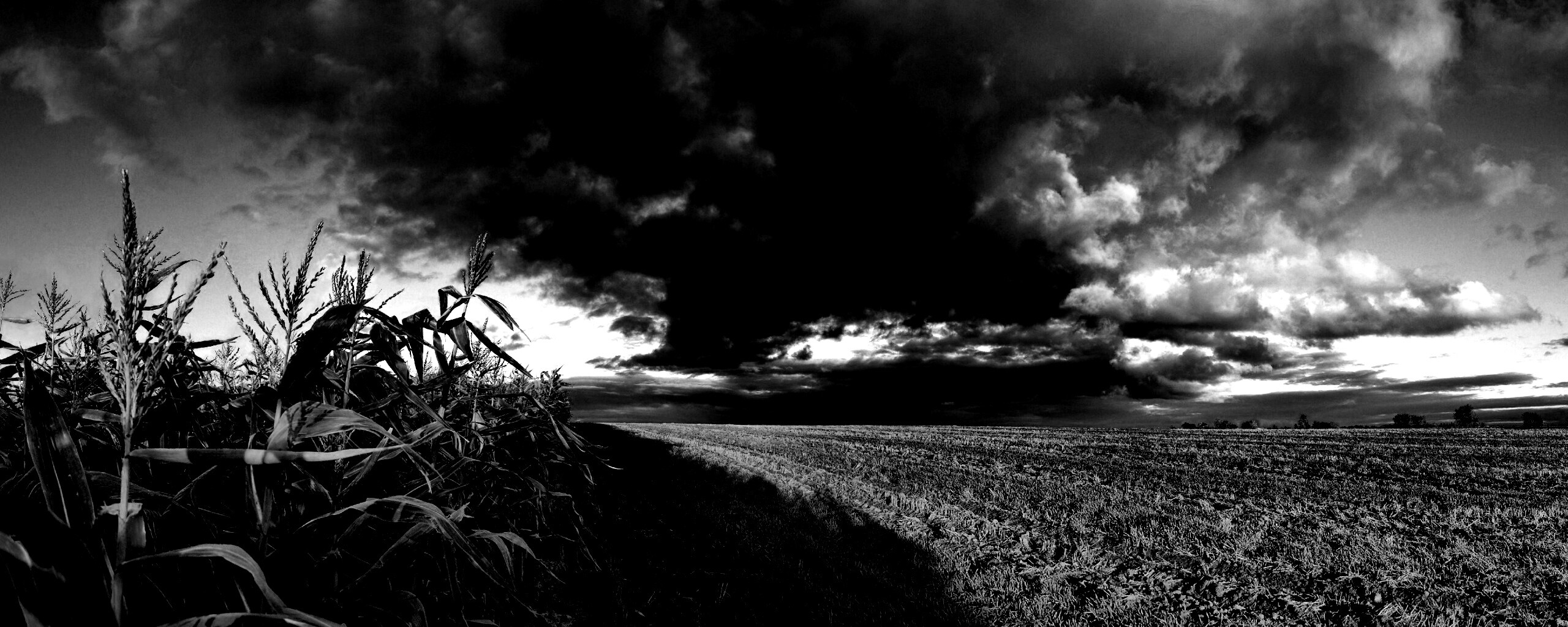 Кукурузное поле обои