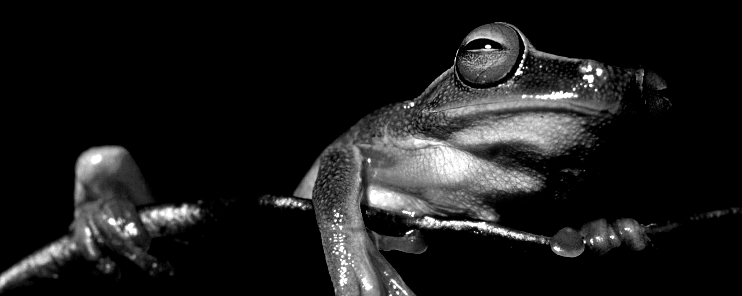 Лягушка на отдыхе обои