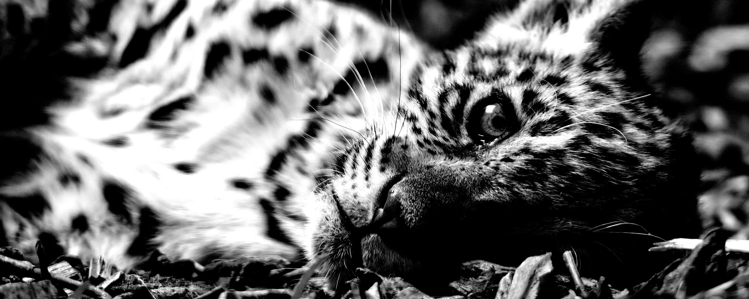 Гепард котенок обои