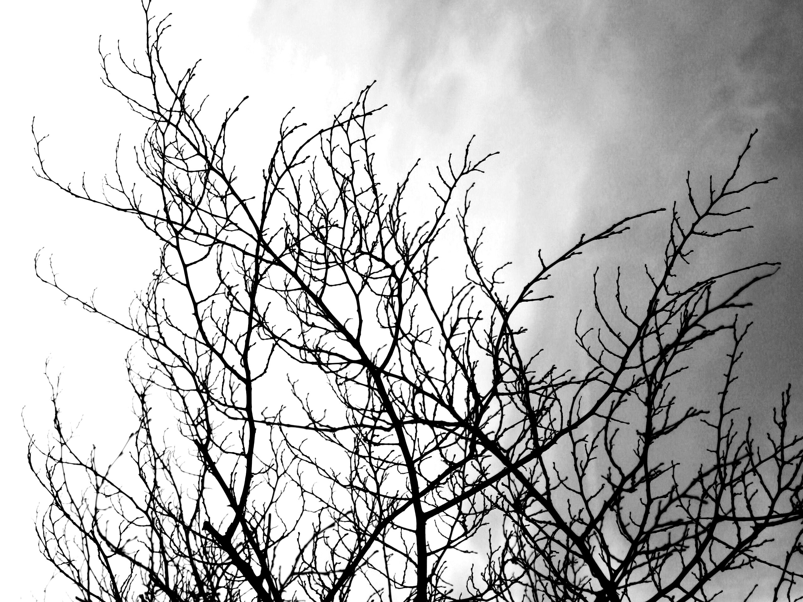 Ветвистое дерево обои