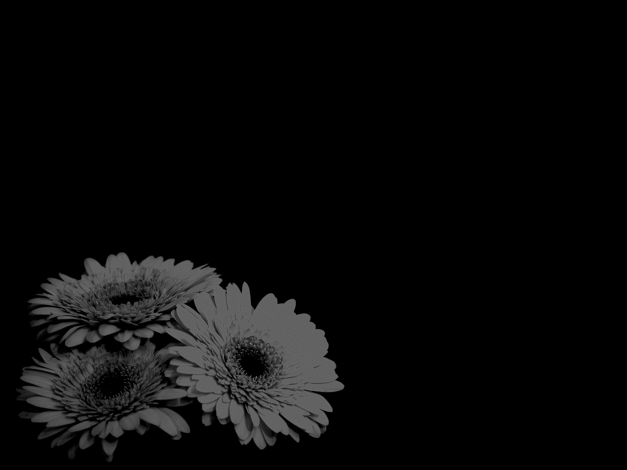 Красные герберы обои