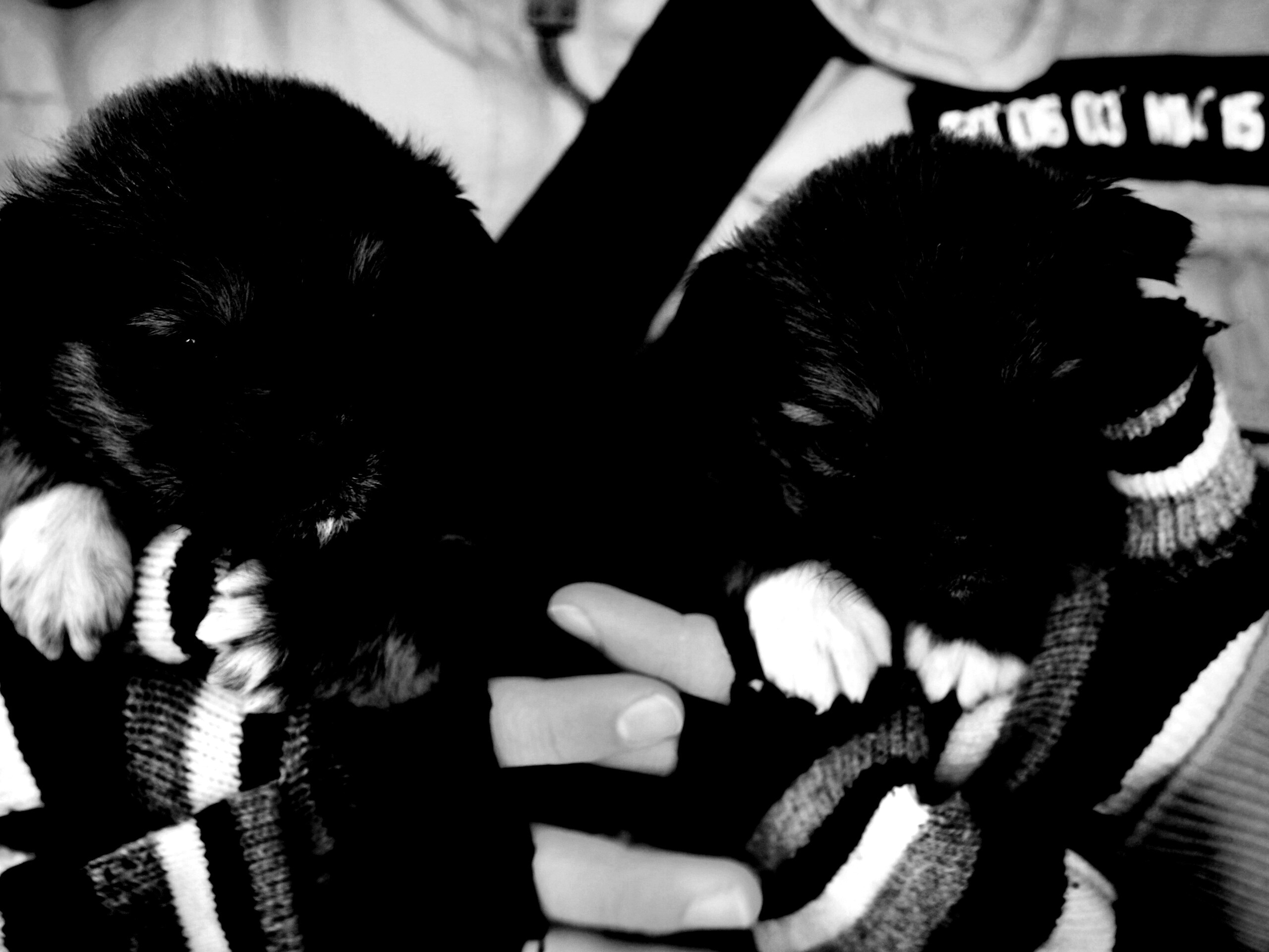 Два коричневых щенка обои