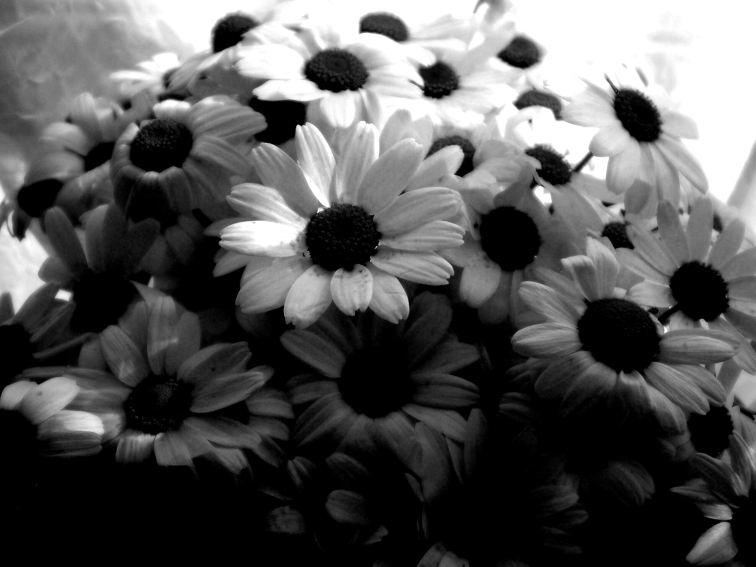 Ромашки обои