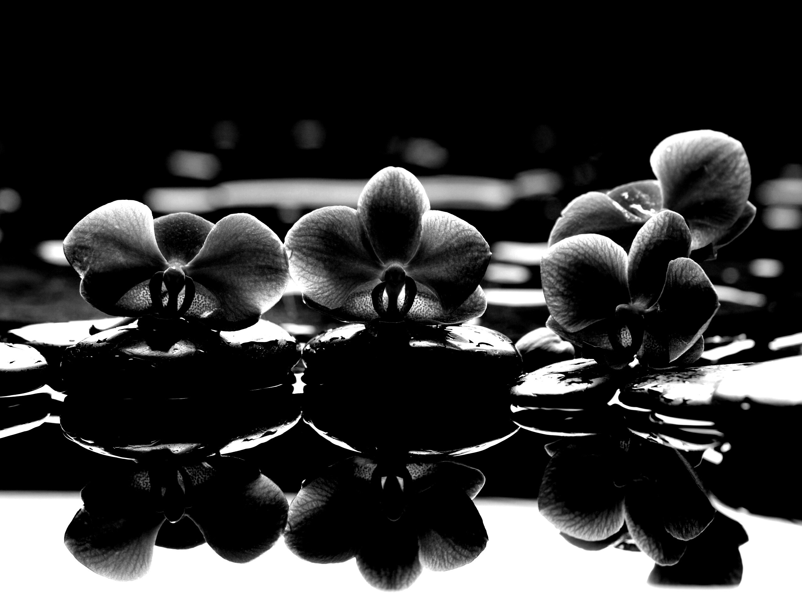 Орхидеи на камнях обои