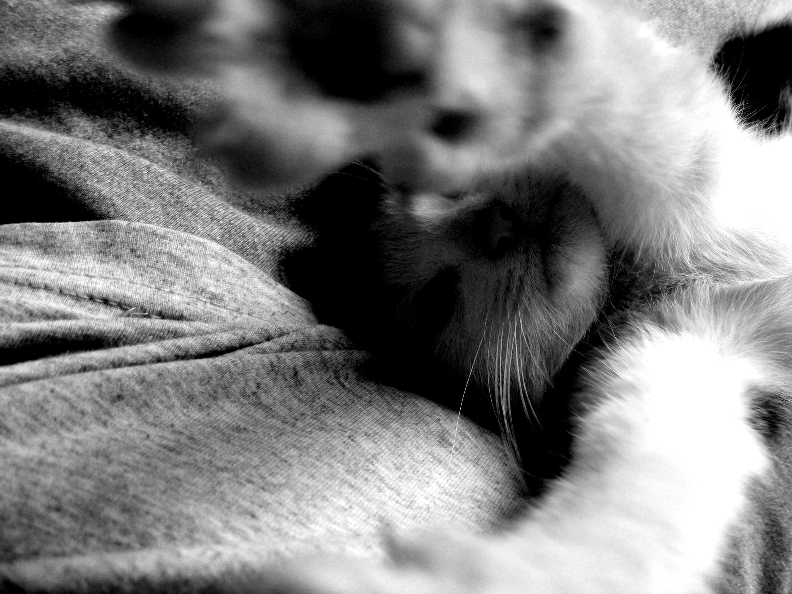 Кот фоткает сам себя обои