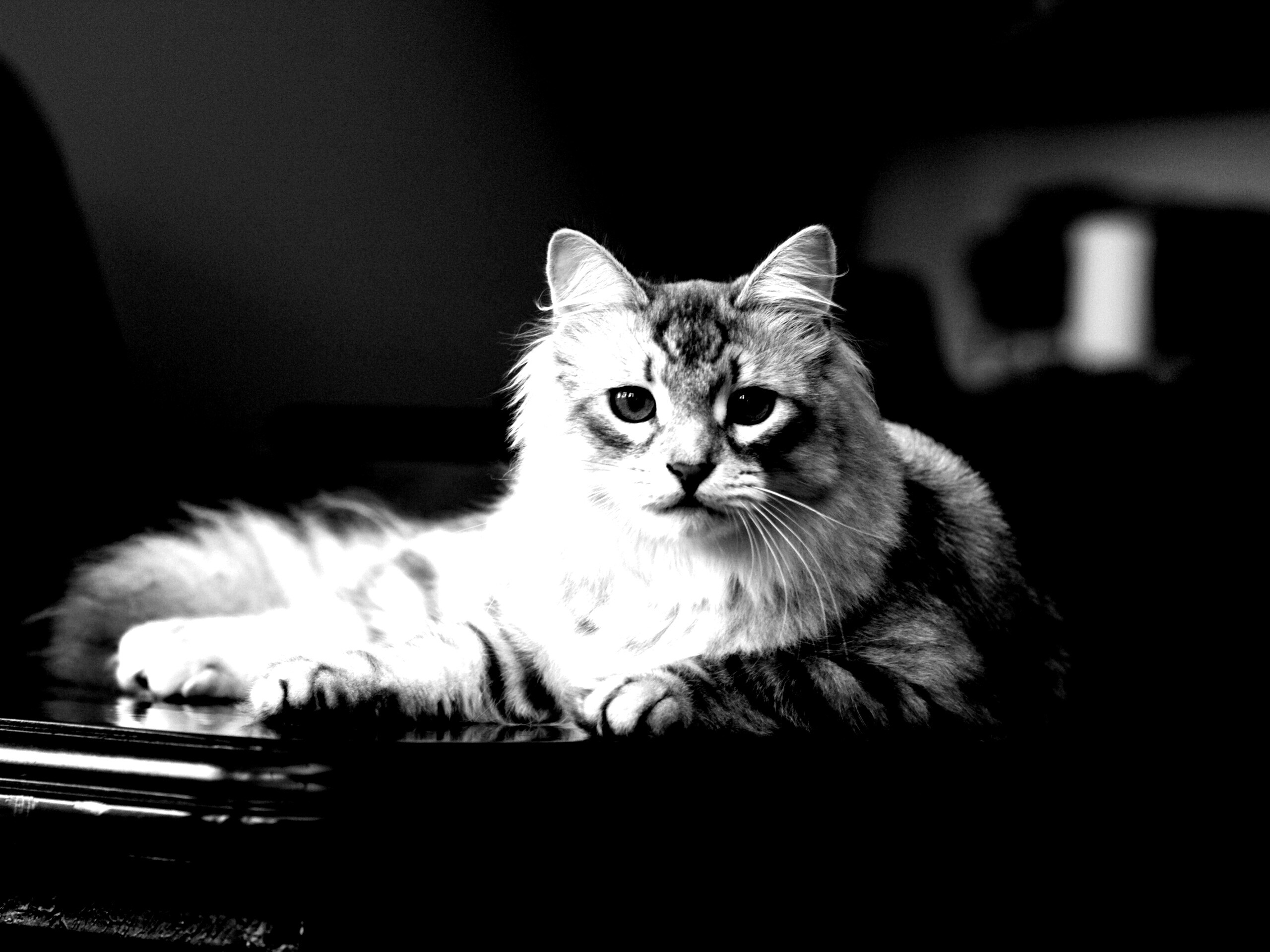 Кот благородных кровей обои