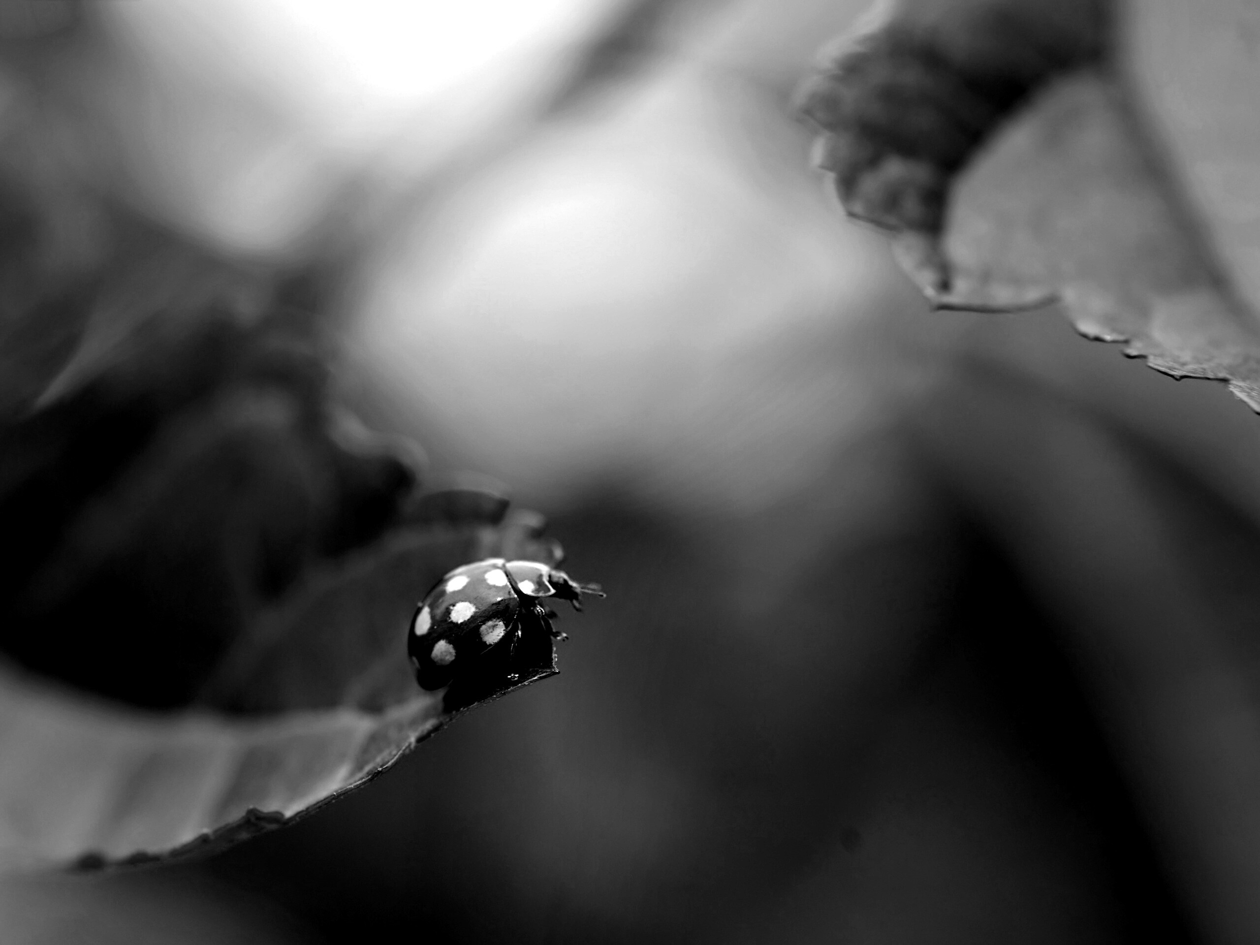 Божья коровка обои