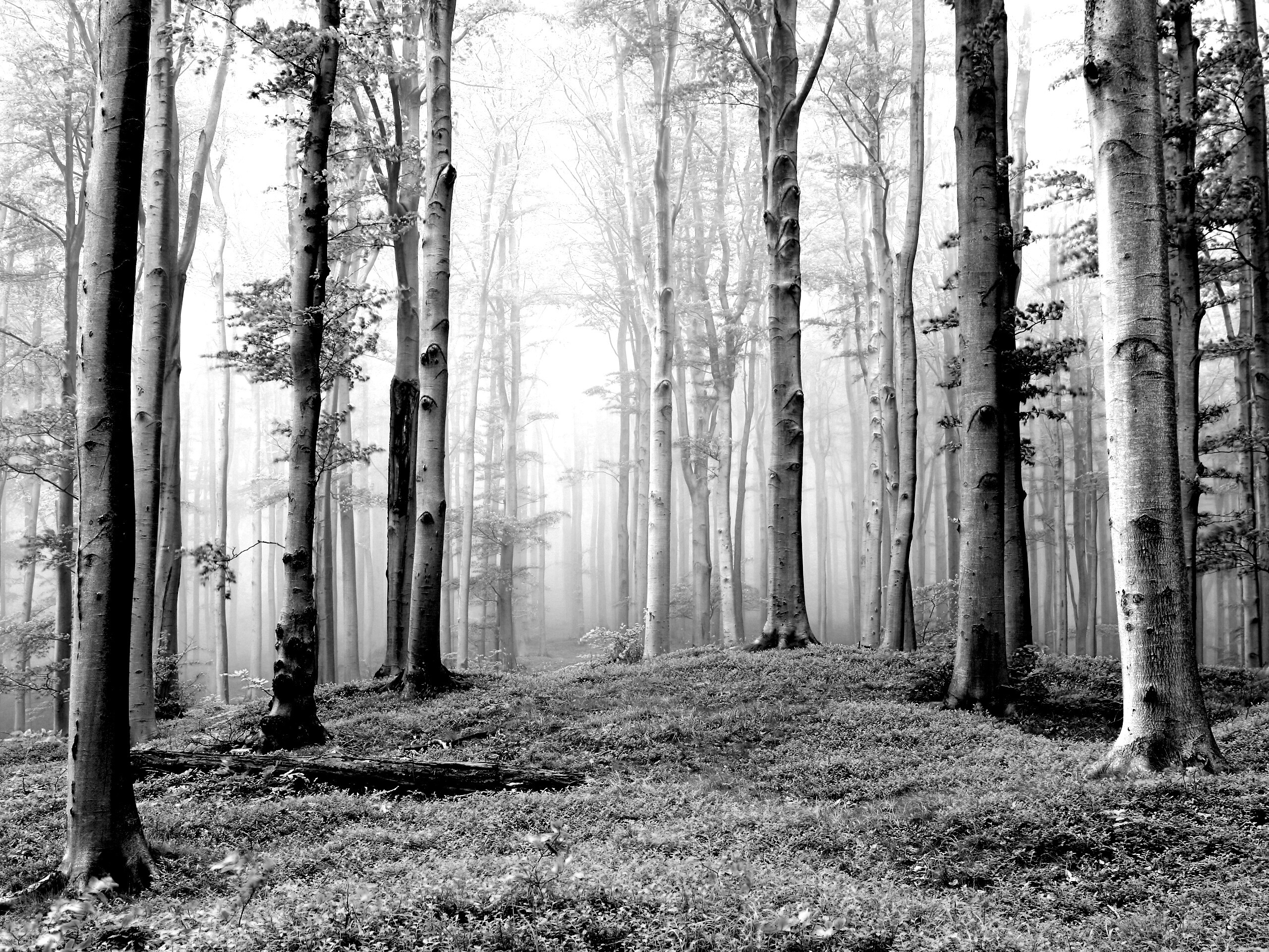 Опушка осинового леса обои