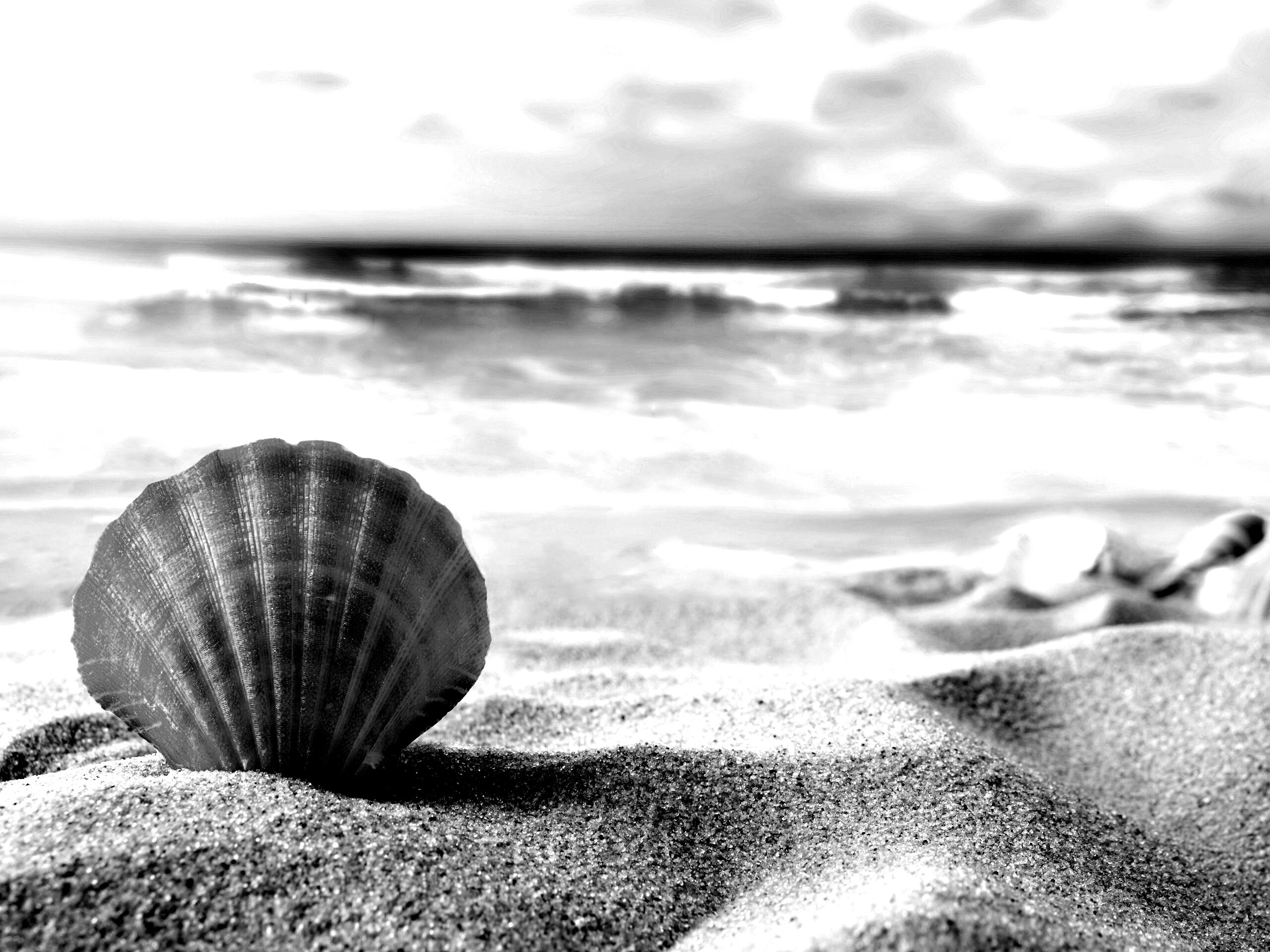 Раковина на летнем бережке обои