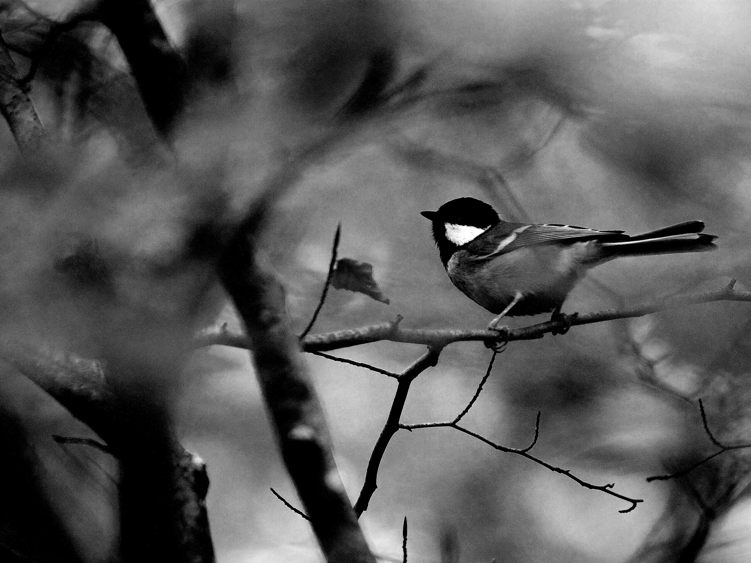 Синичка в желтой листве обои