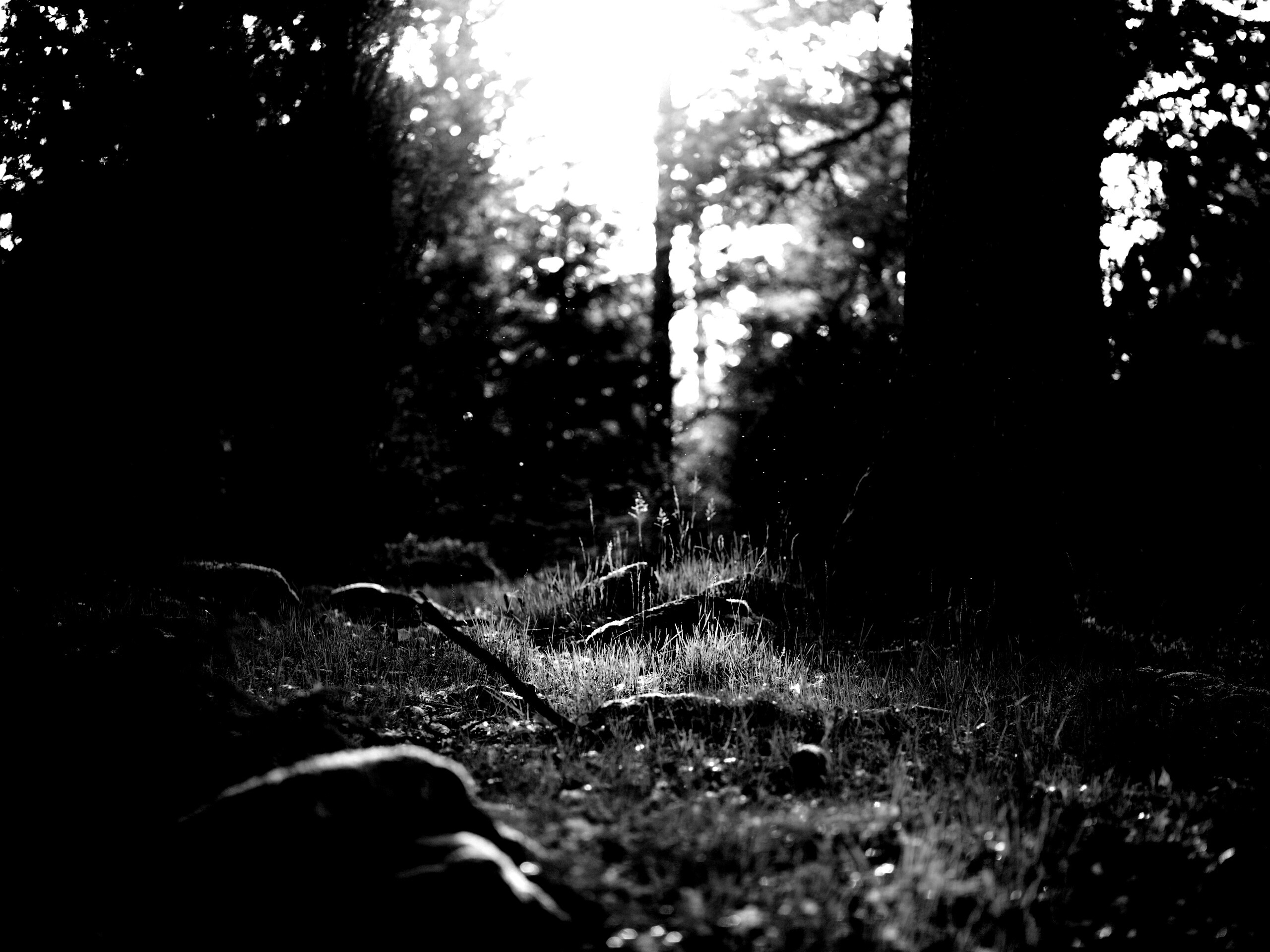 Лето в лесу обои