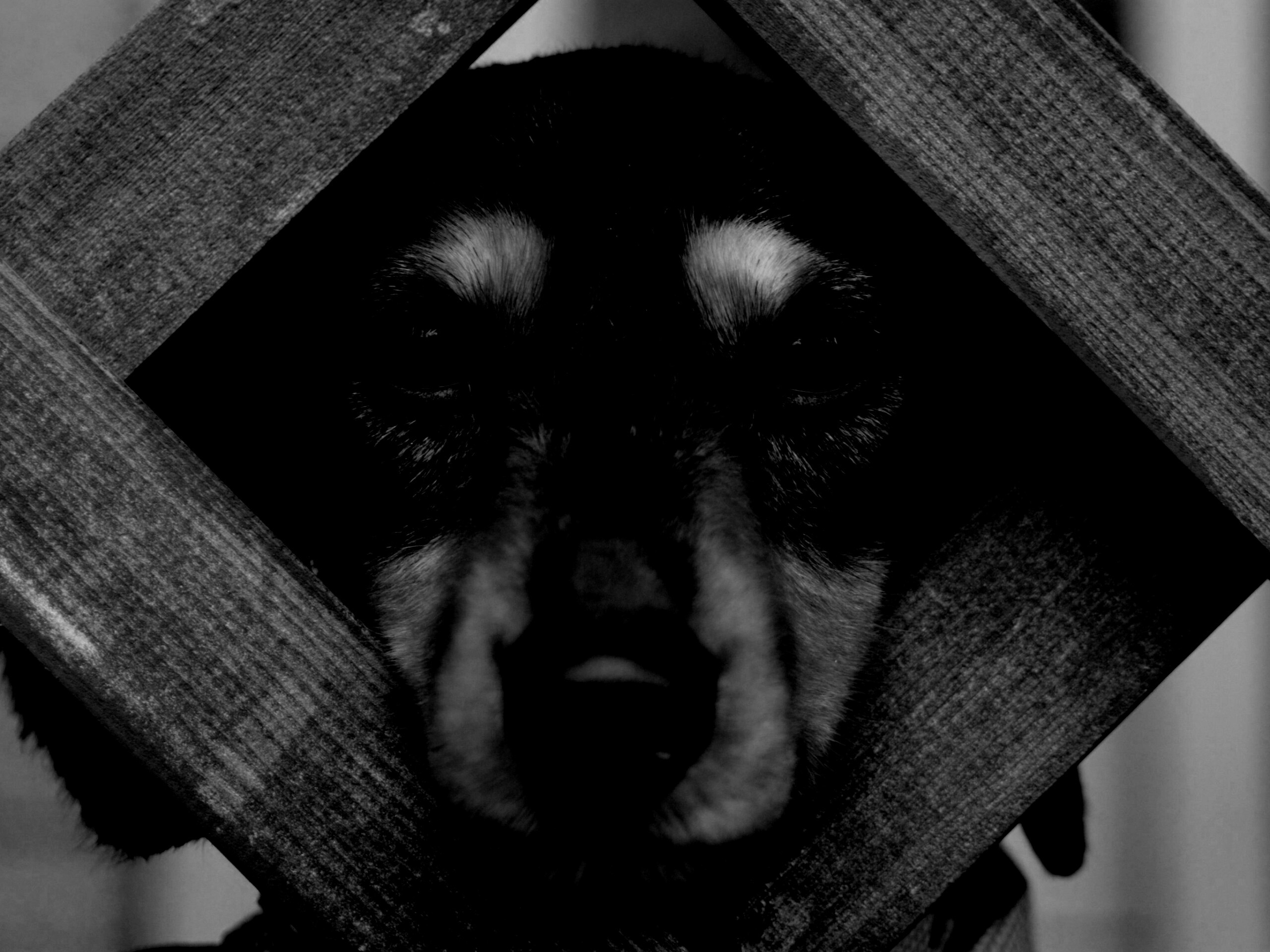 Мордочка в заборе обои