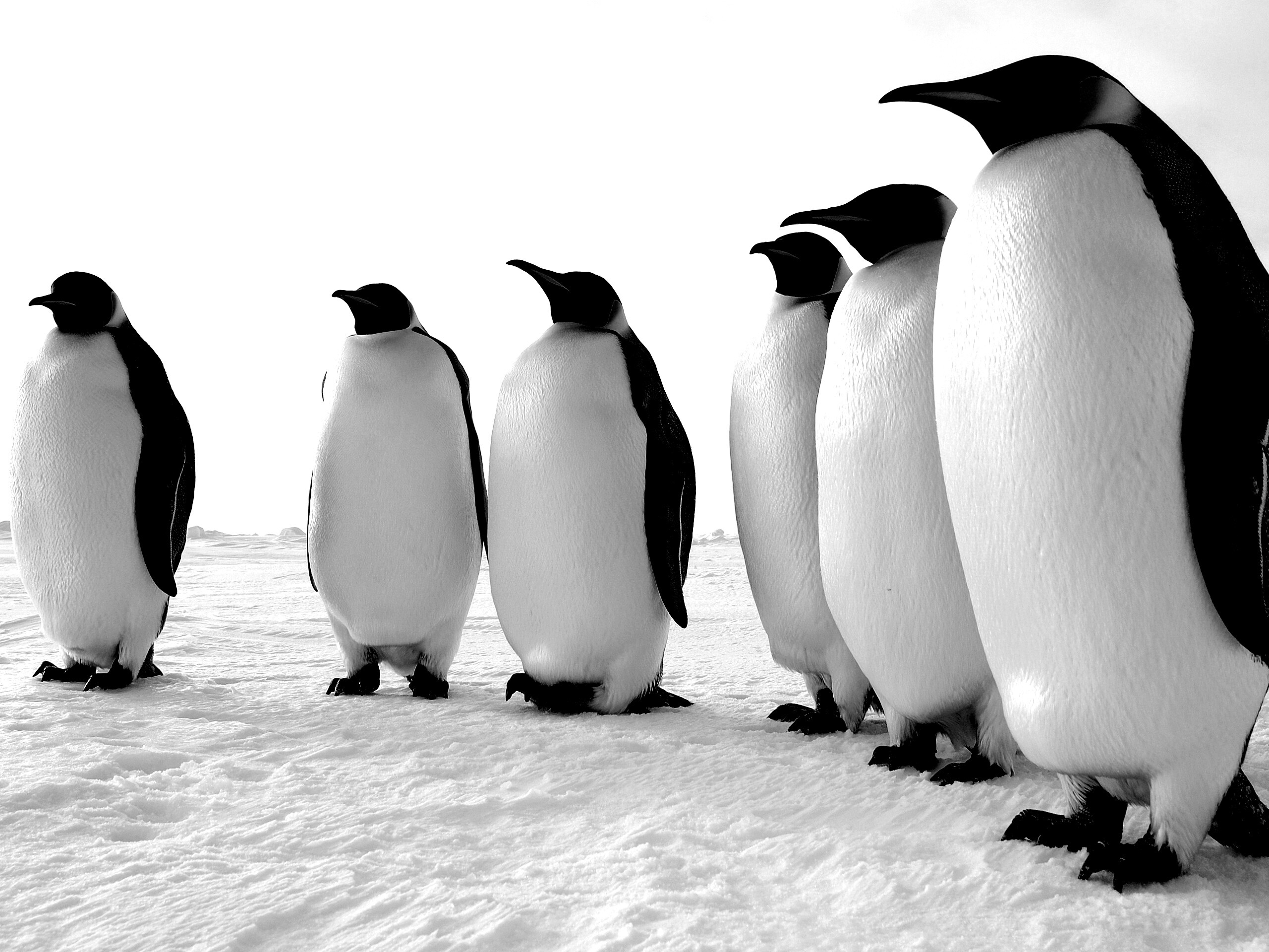 Слет пингвинов обои