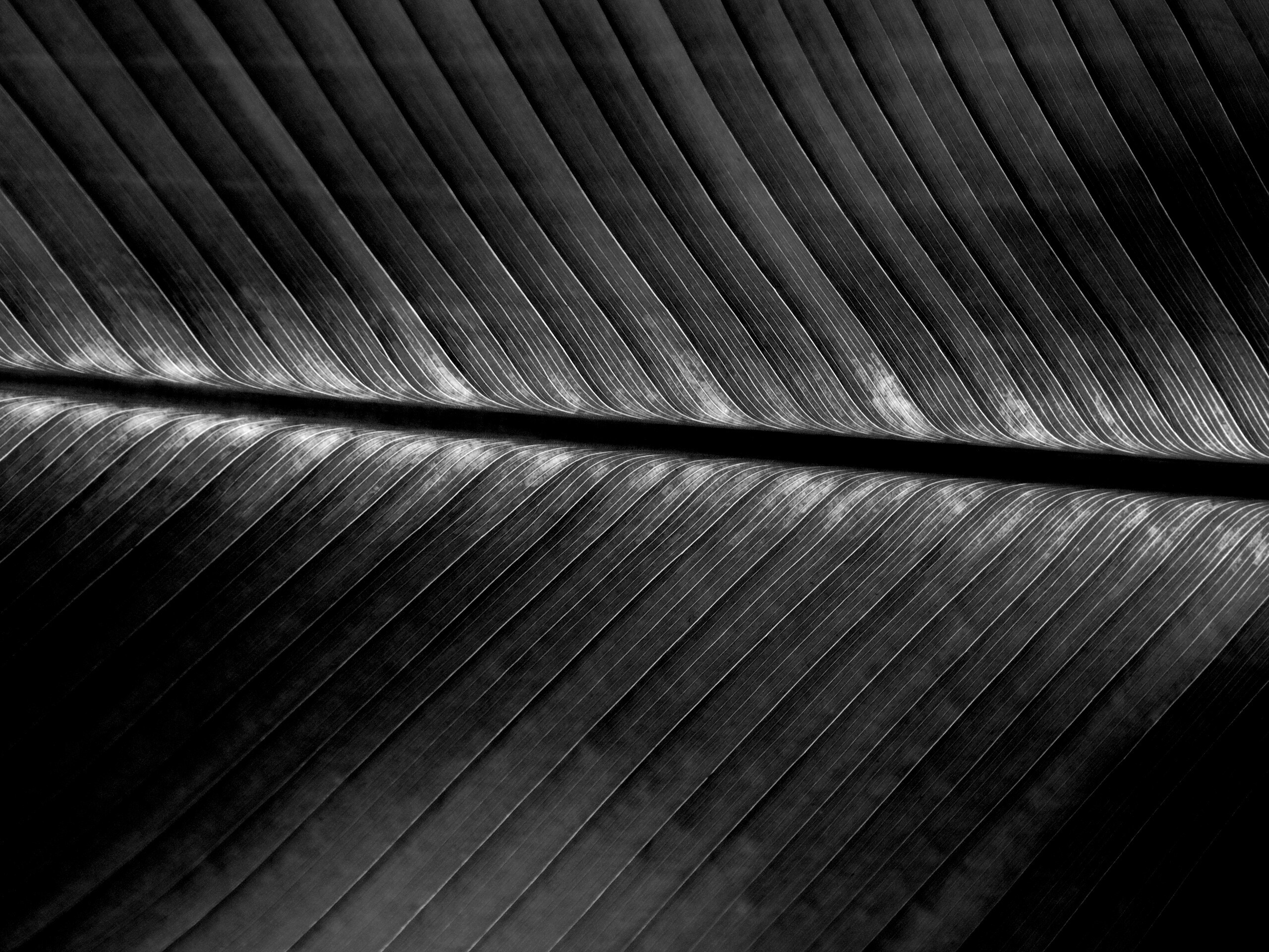 Пальмовый лист на солнце обои