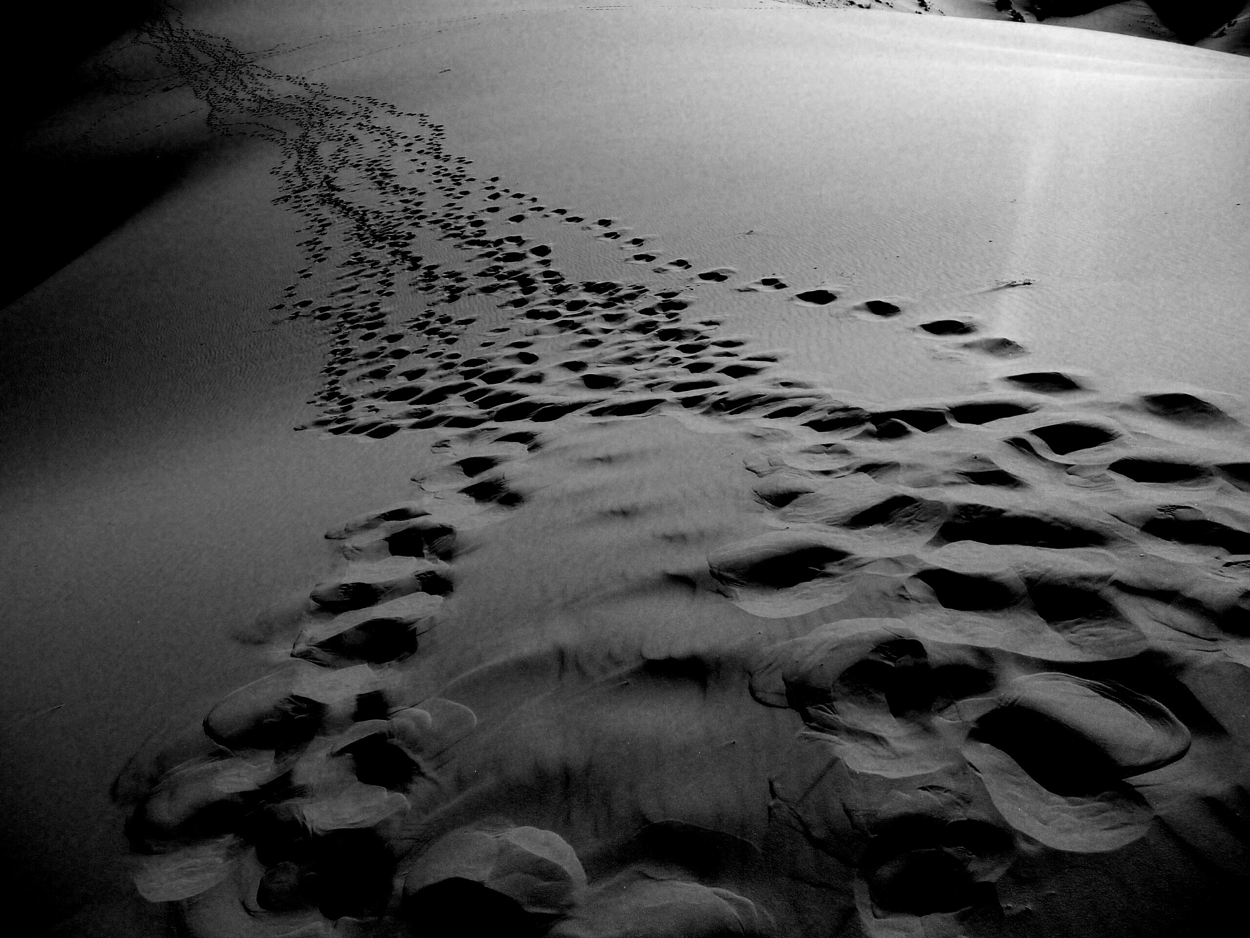 Следы в пустыне обои