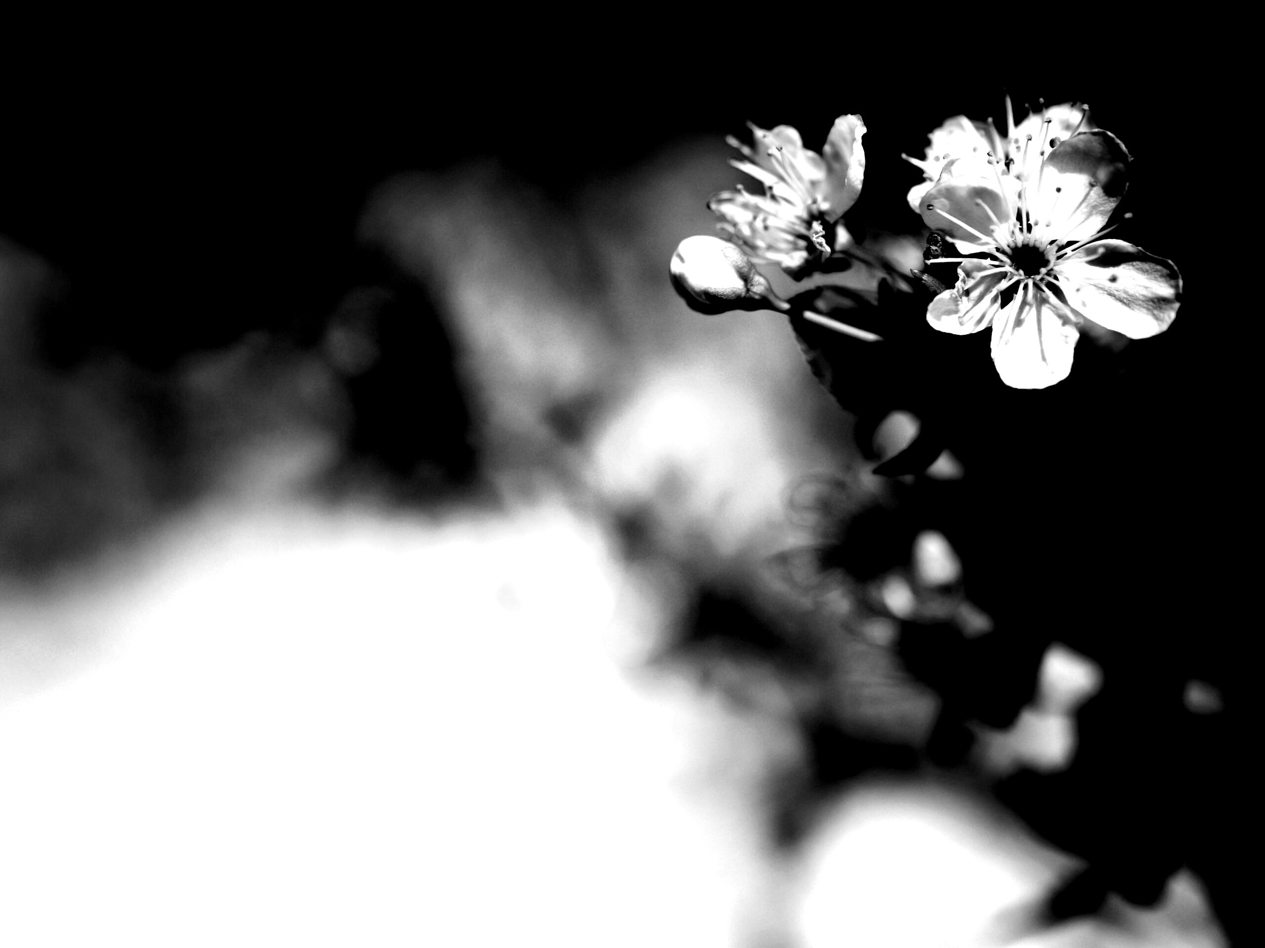 Цветок вишни обои