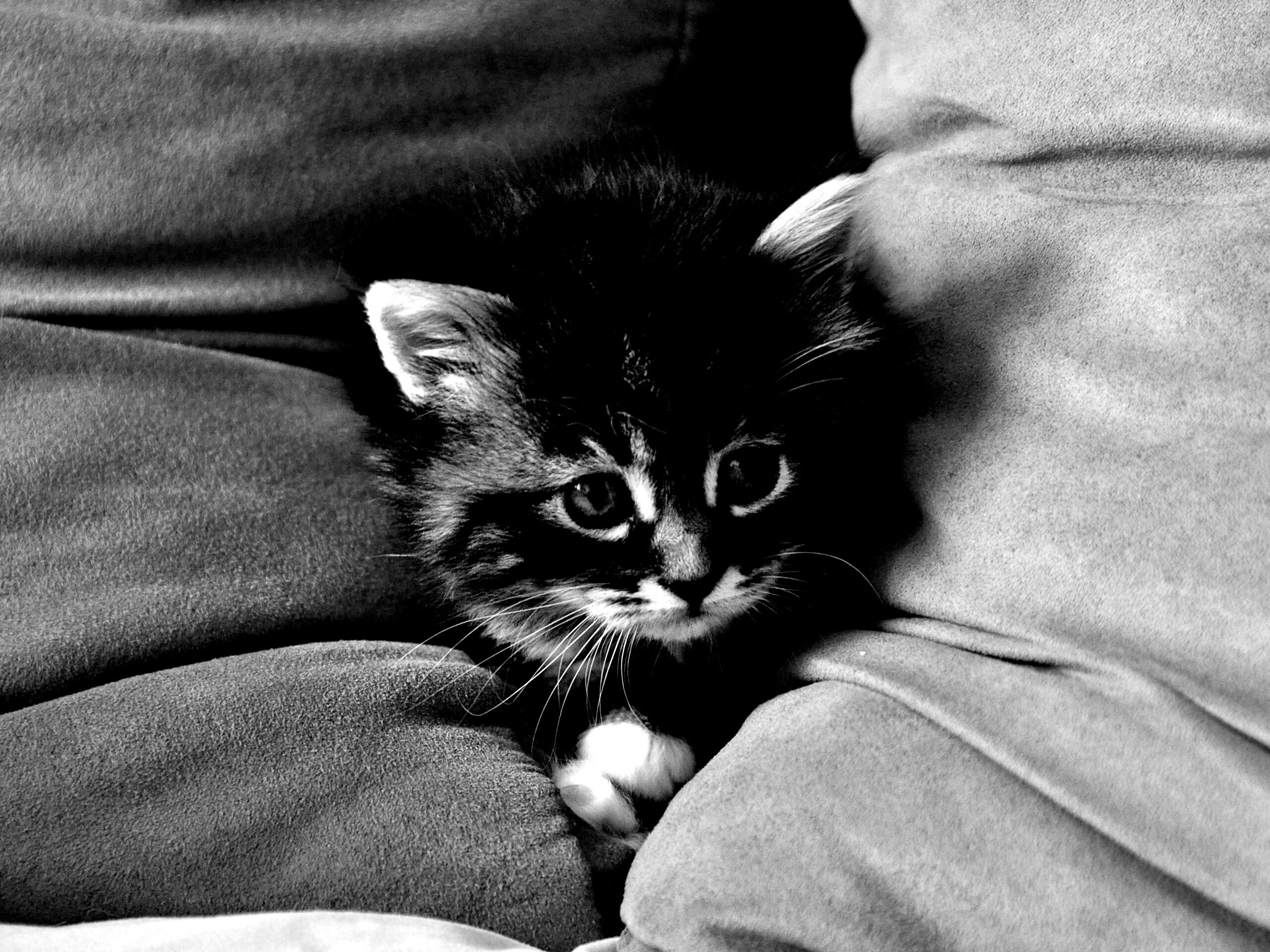 Котенок в подушках обои