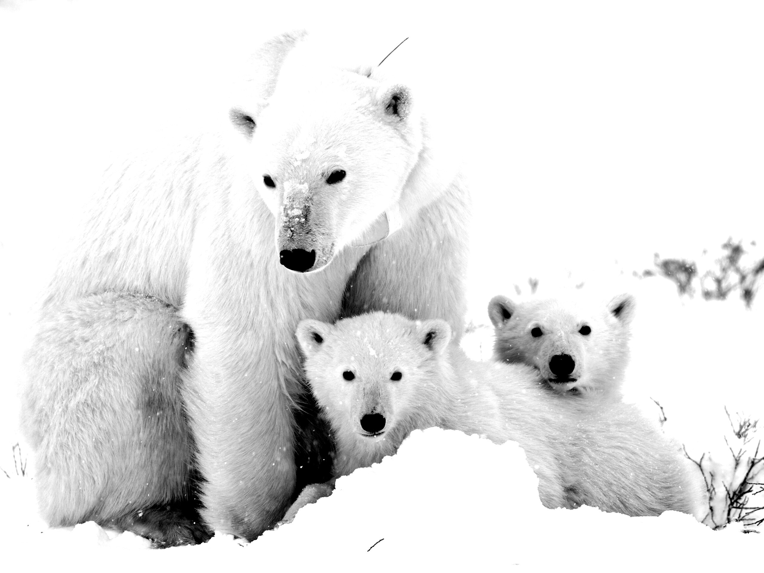 Белые медведи обои