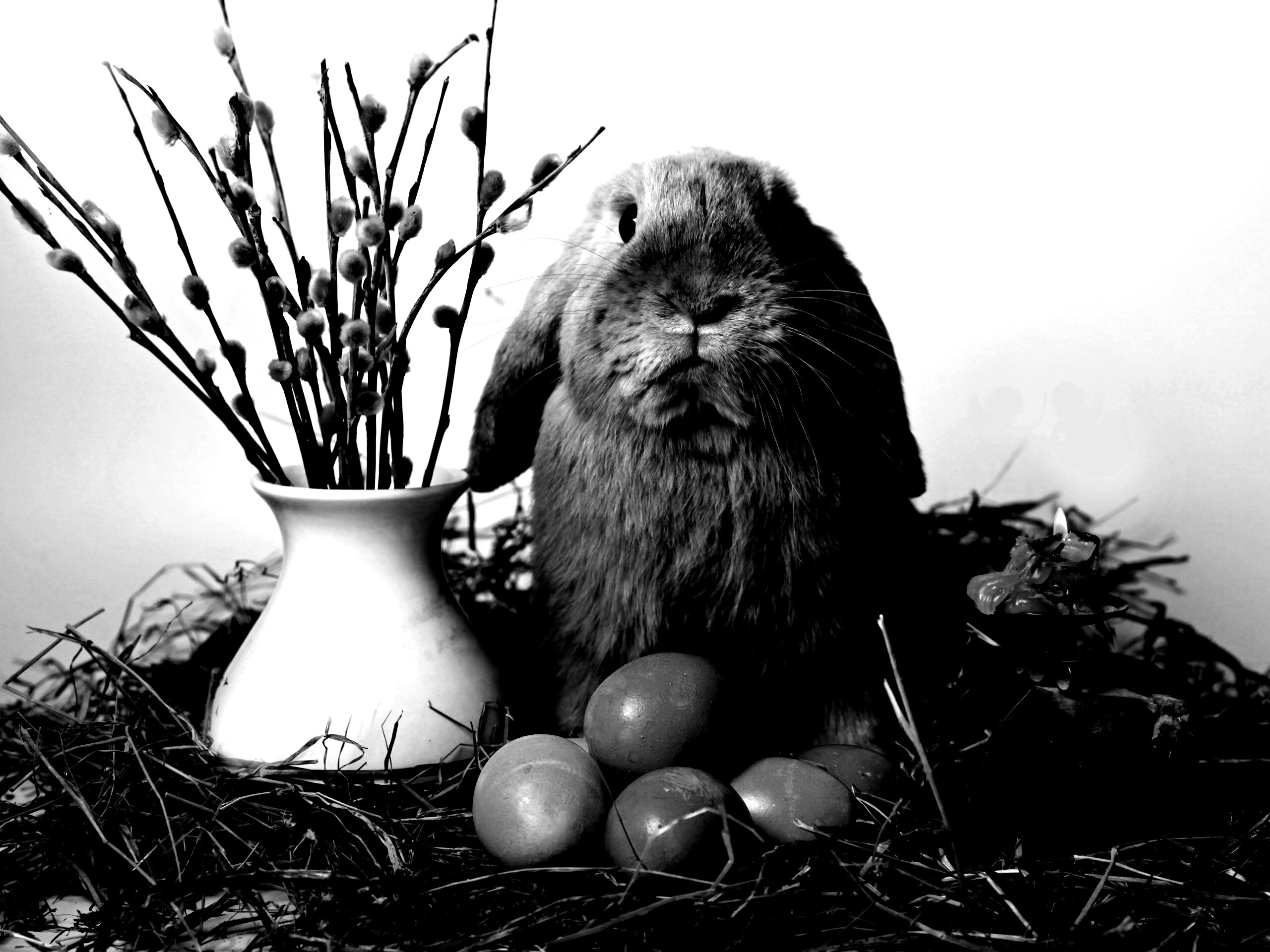 Пасхальный кролик обои