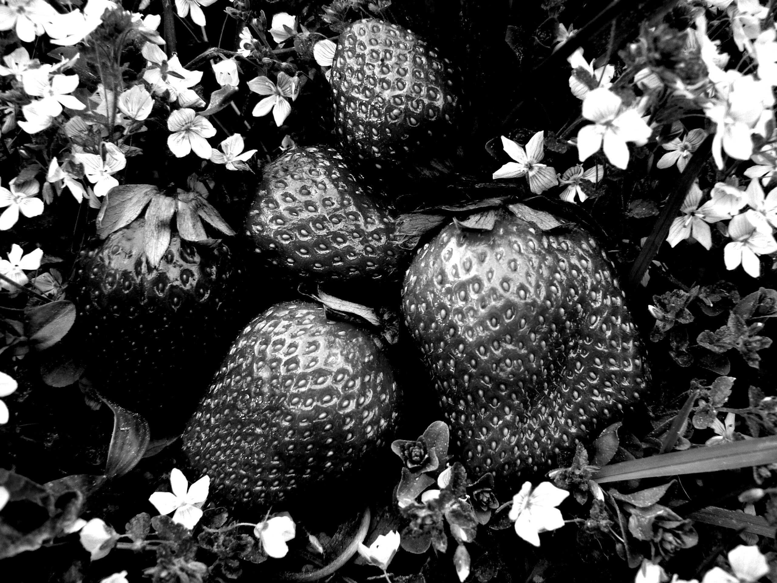 Клубника обои