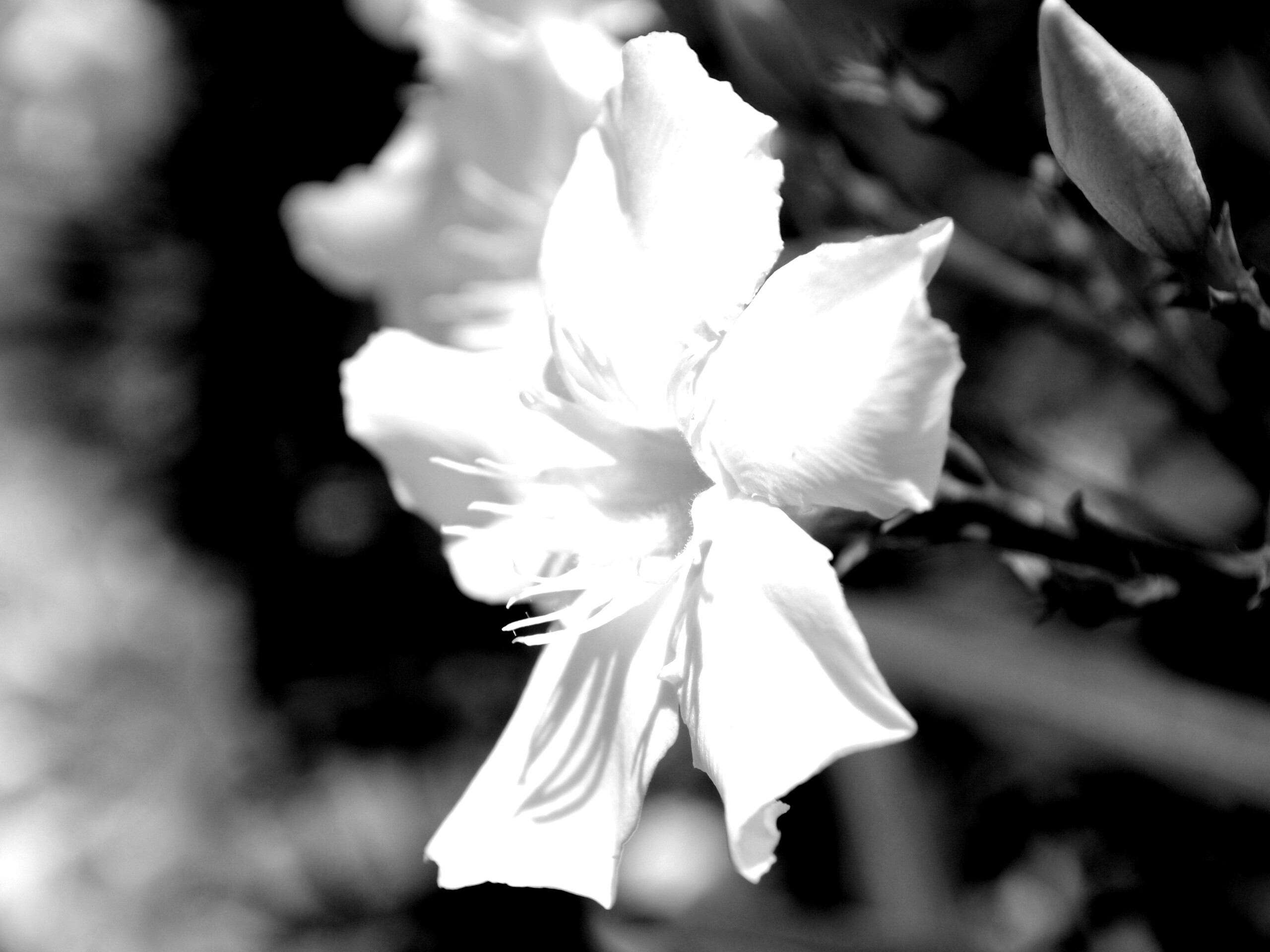 Эухарис, амазонская лилия обои