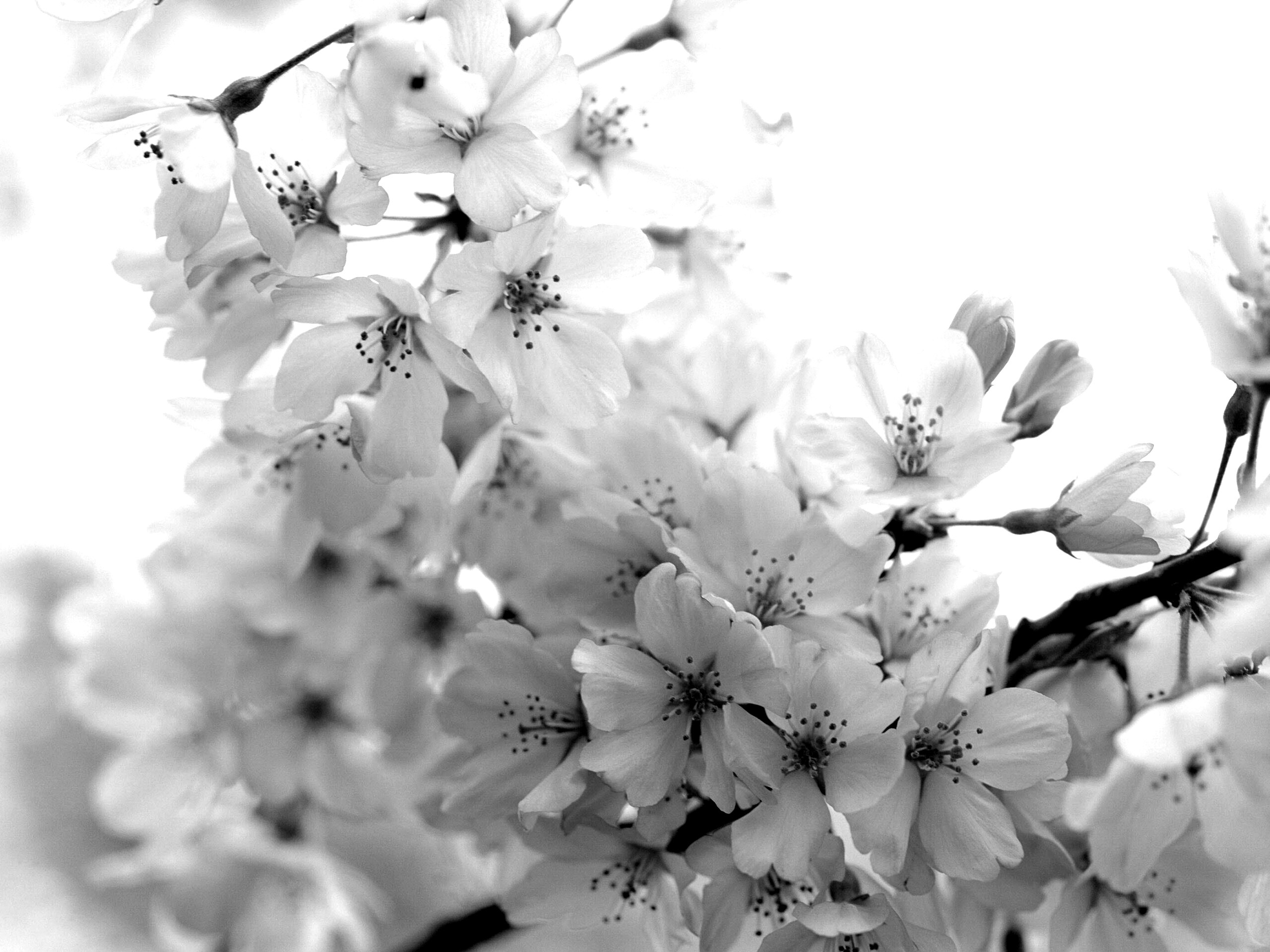 Цветение вишни обои