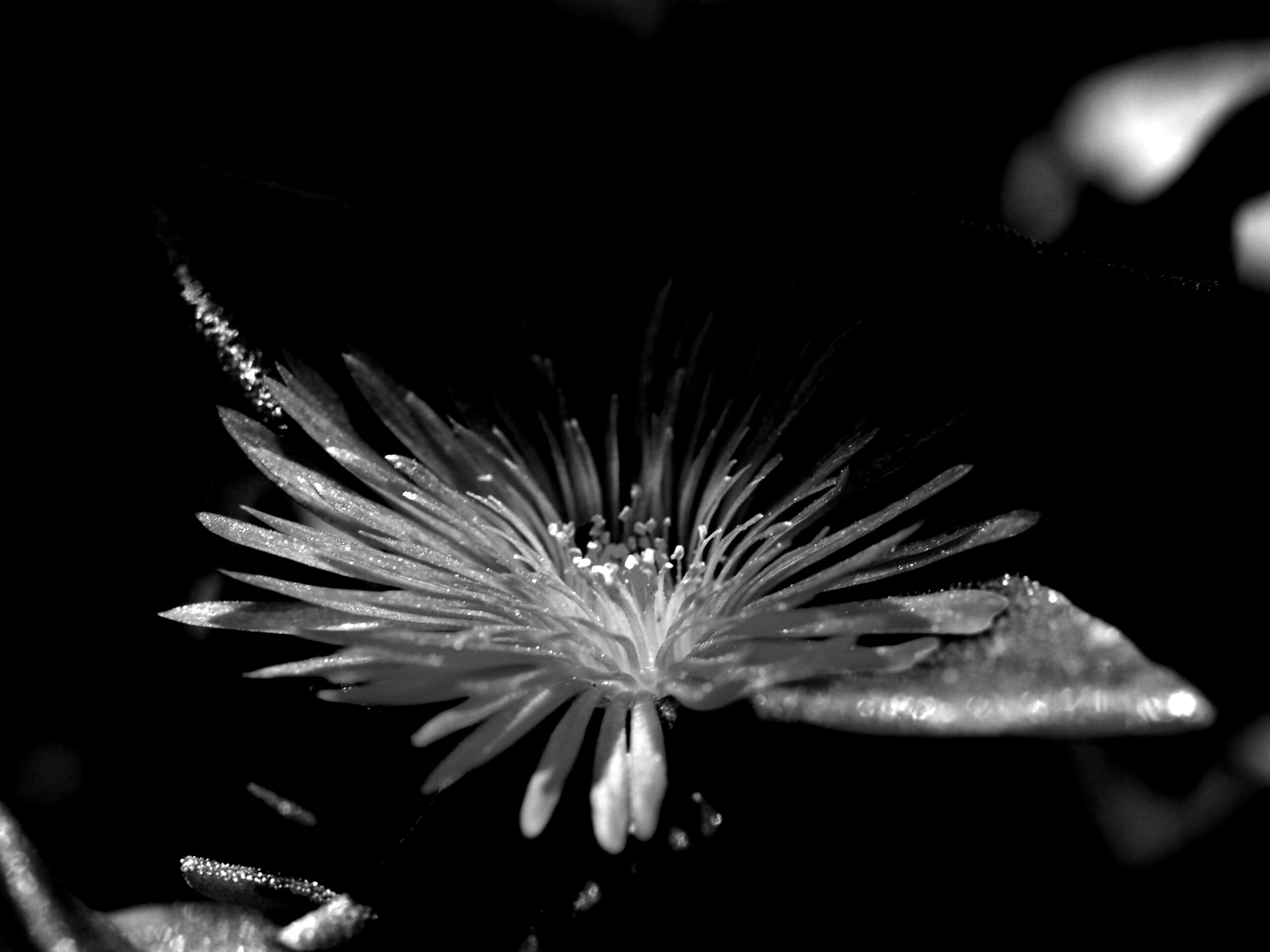 Чудесный цветок обои