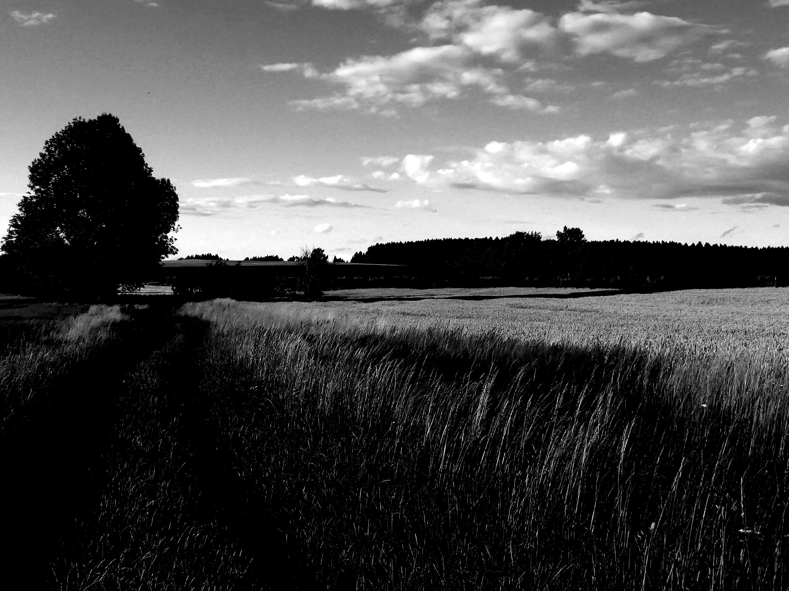 Колея в поле обои