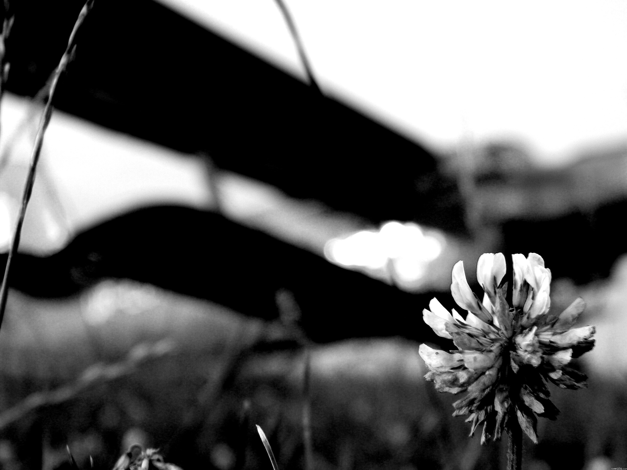 Цветок и красный самолет обои